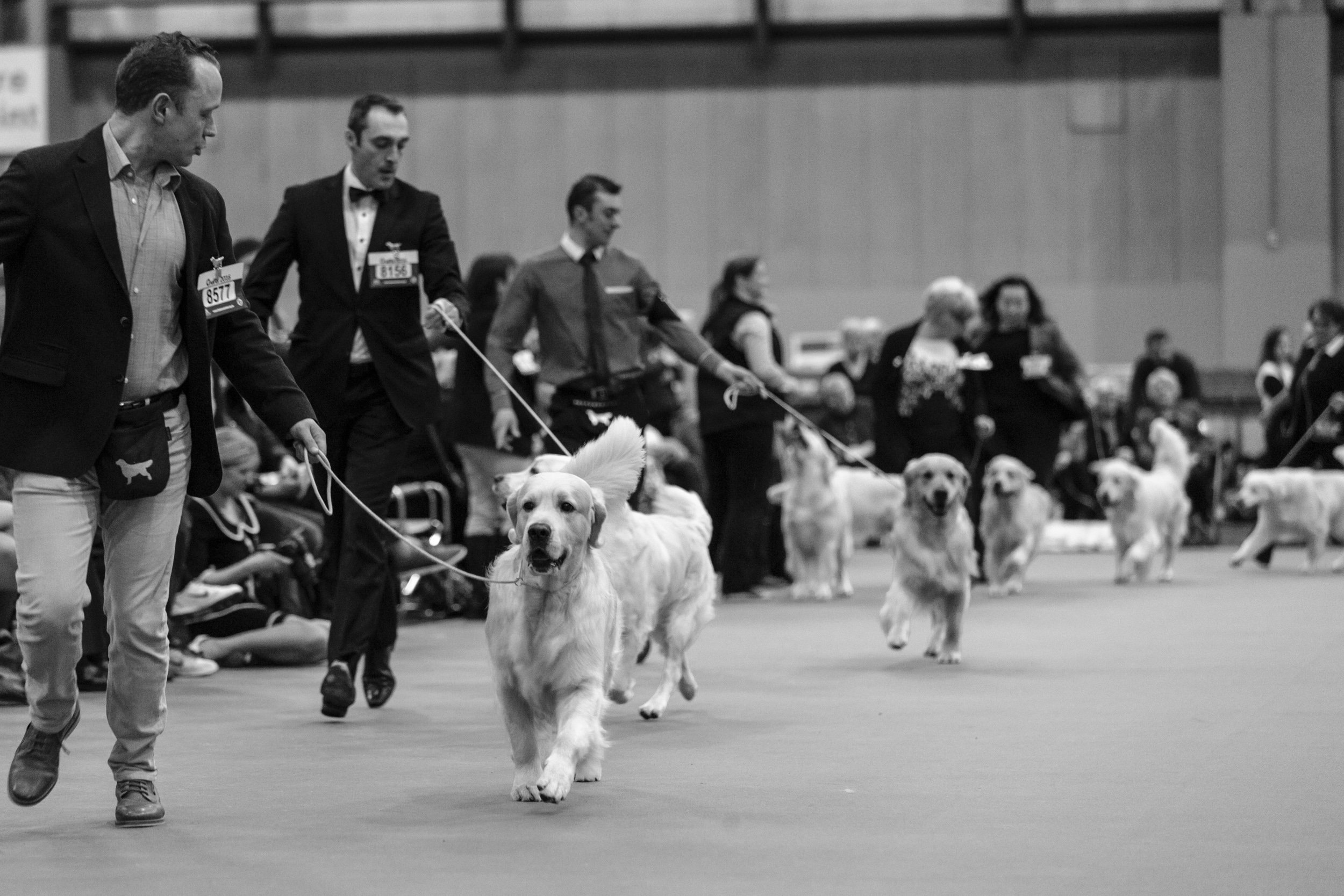 Crufts Dog Show Photography