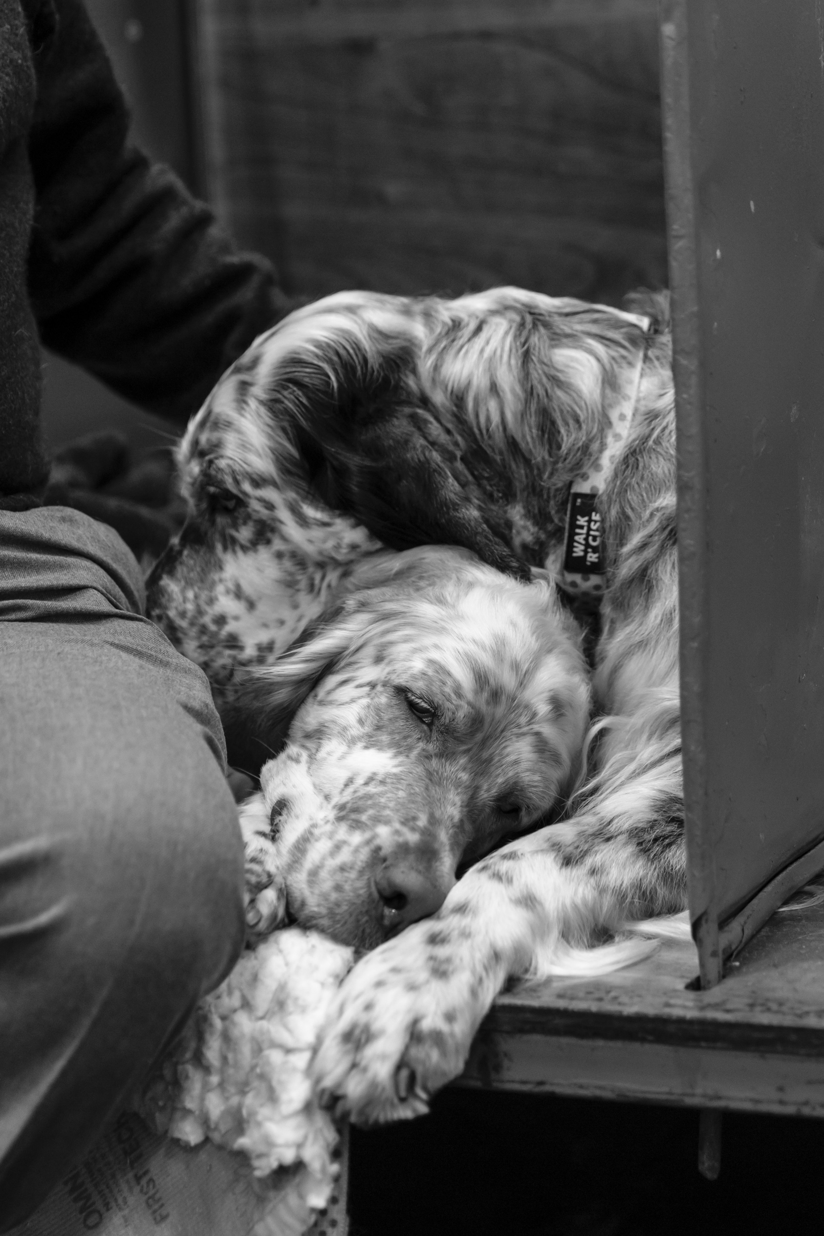 Surrey Pet Photographer at Crufts