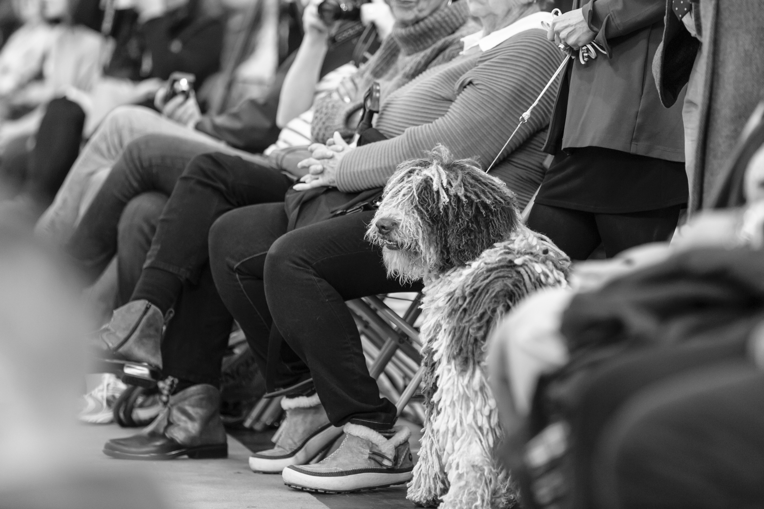 Dog Show Photographer Crufts Birmingham