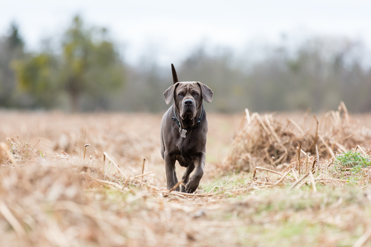 London Pet Photographer