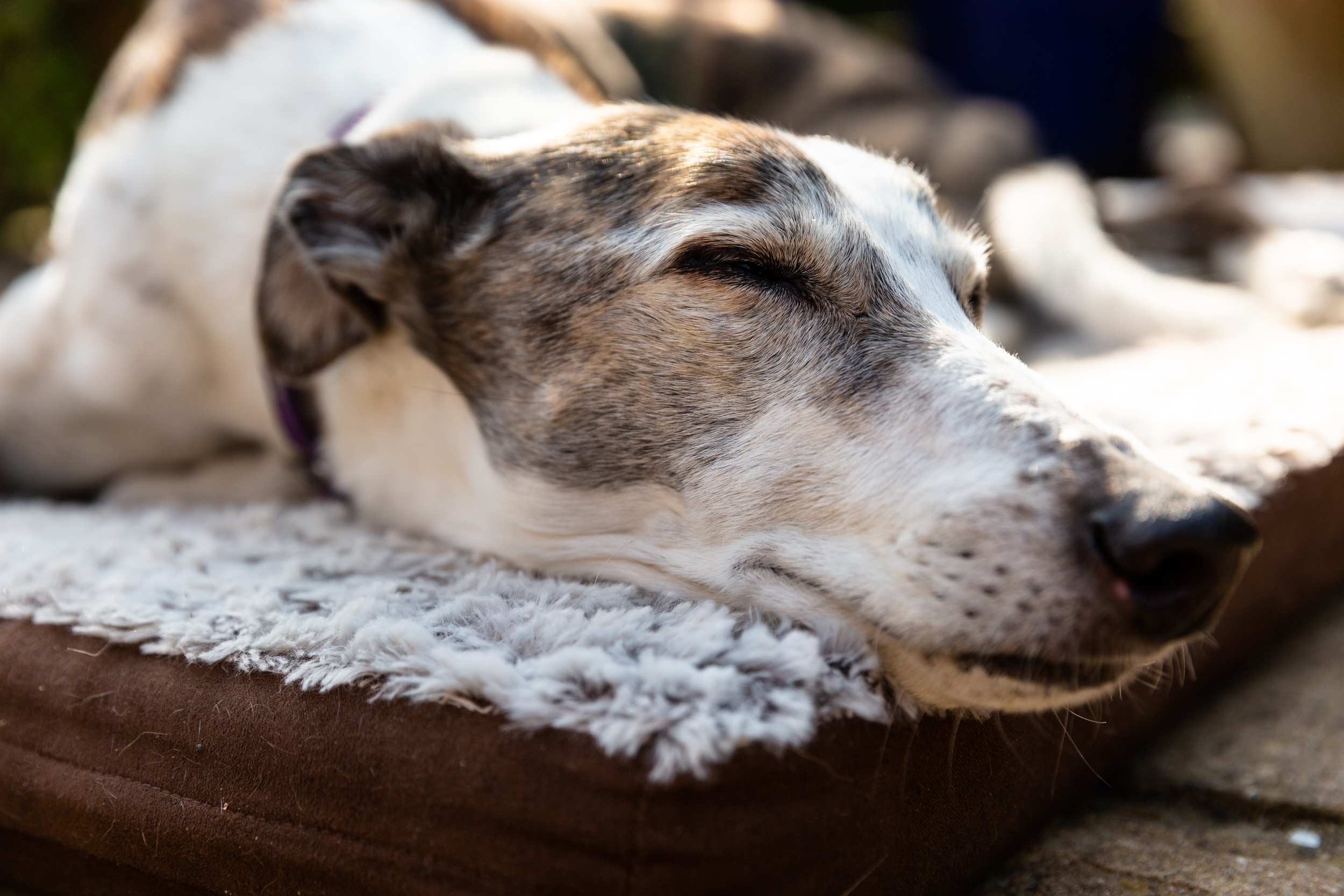 London Pet Photography