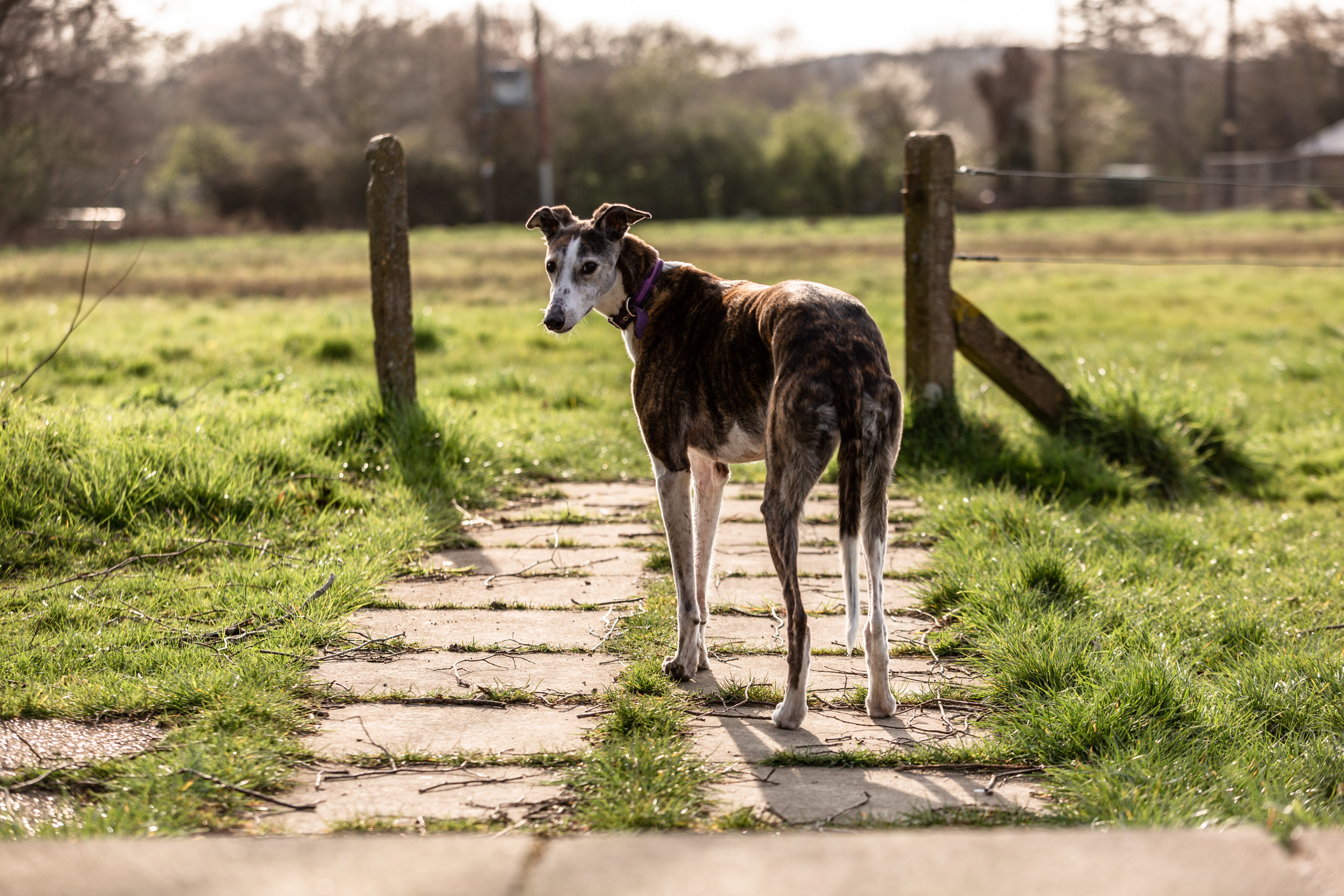 Richmond Dog Photographer