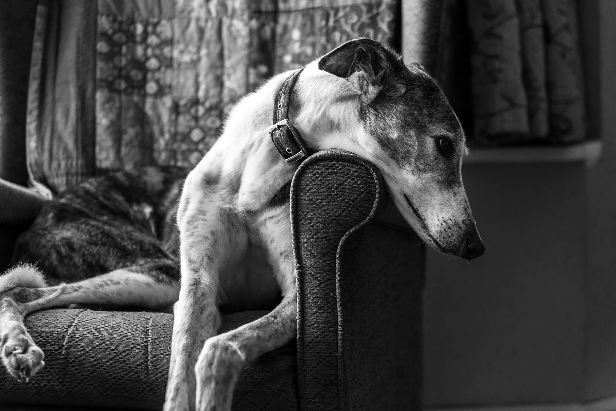 London Pet Photographer / Surrey Pet Photo Session