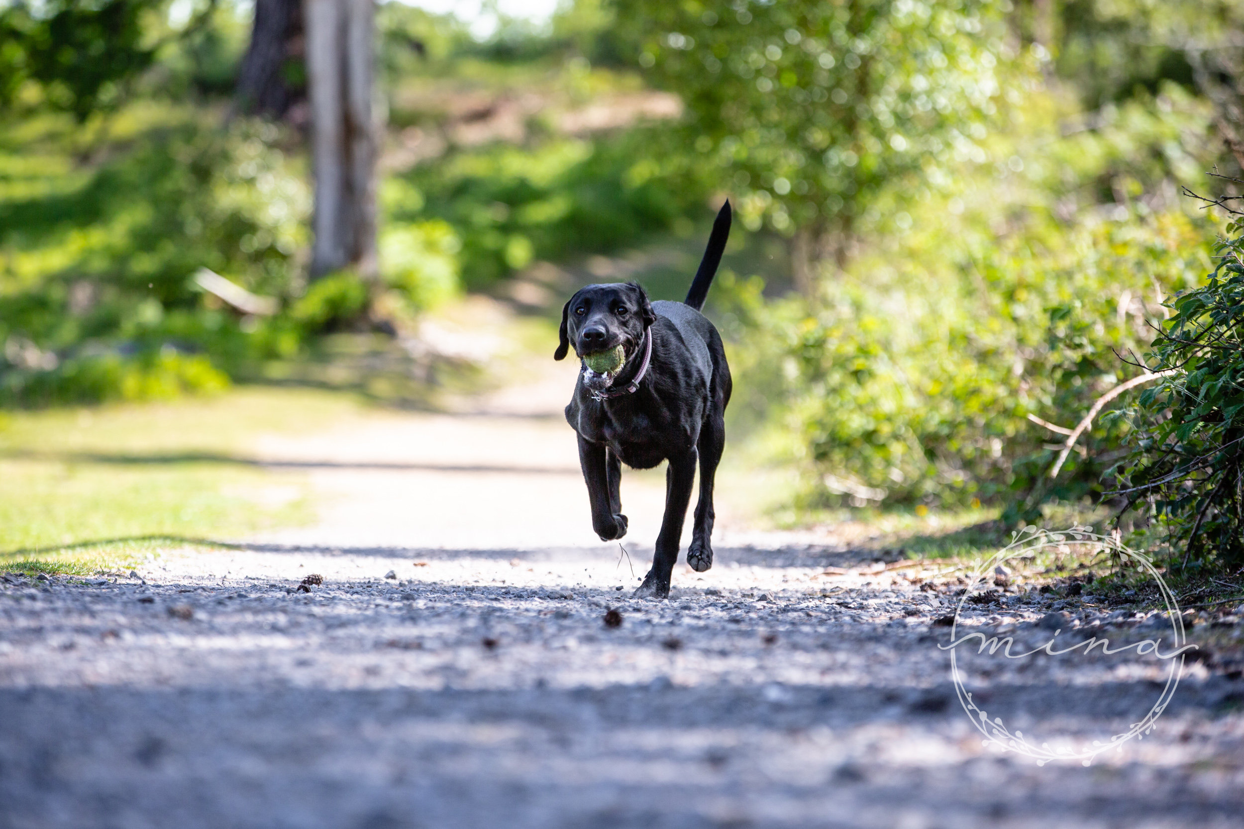 Surrey Pet Photography