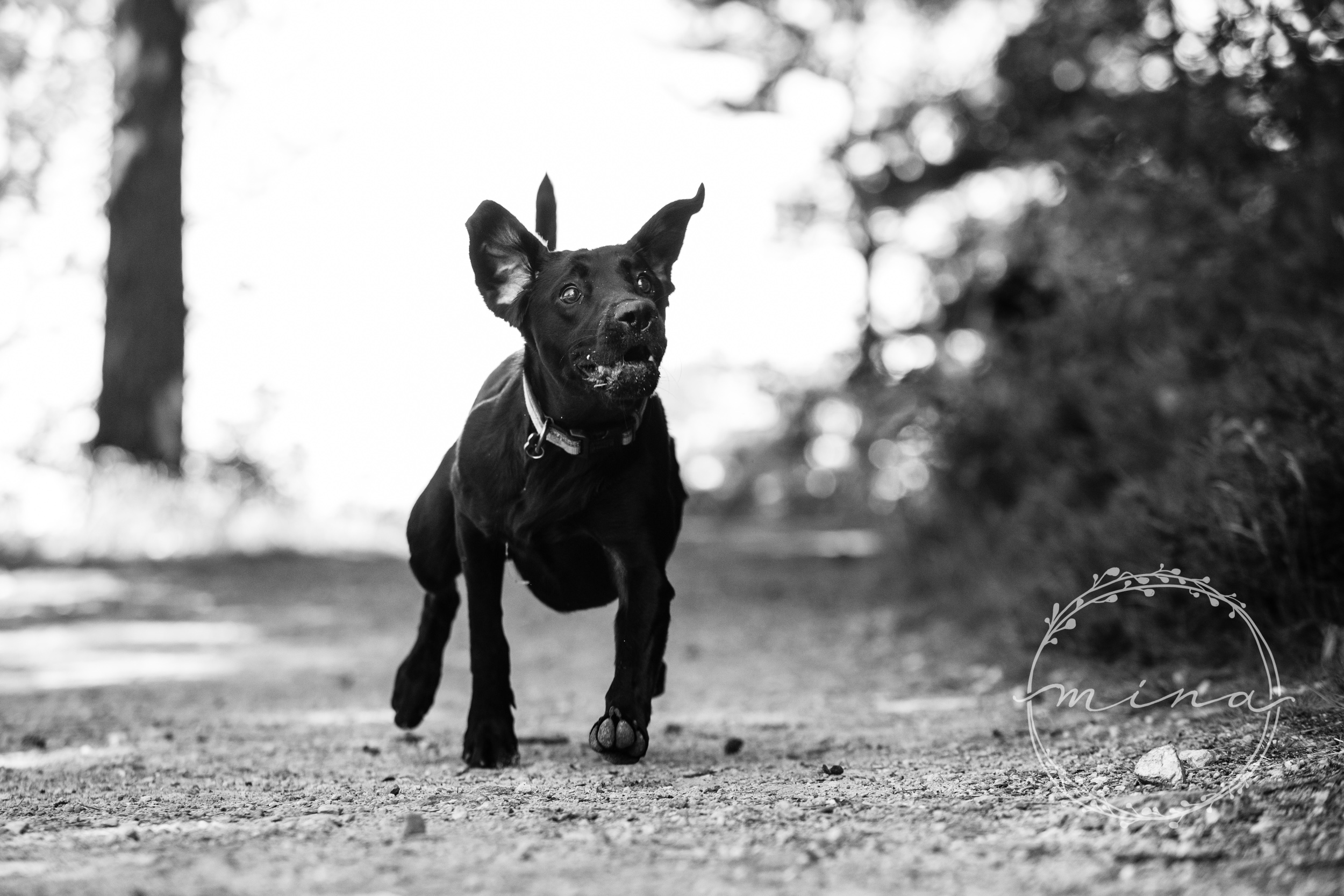 London Pet Photography