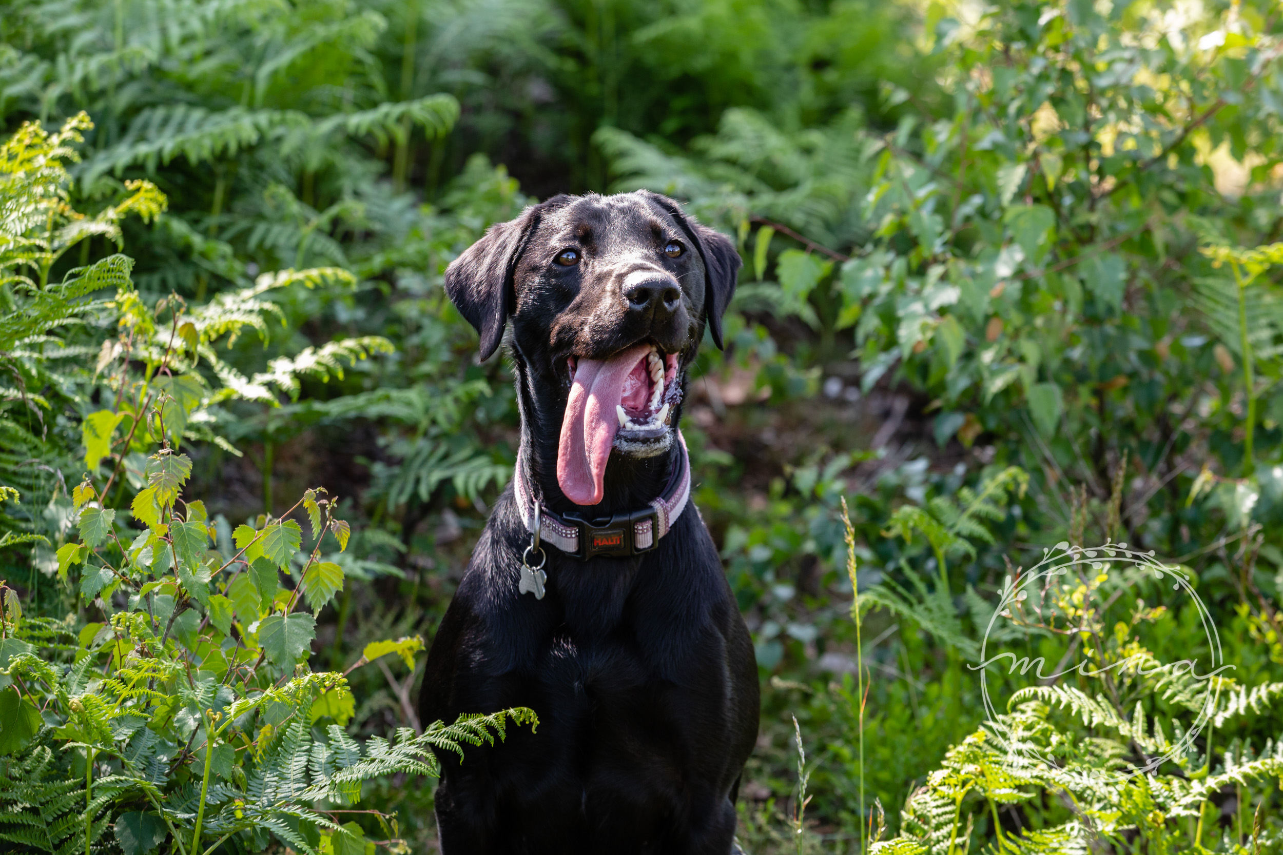 Pet portrait photographer