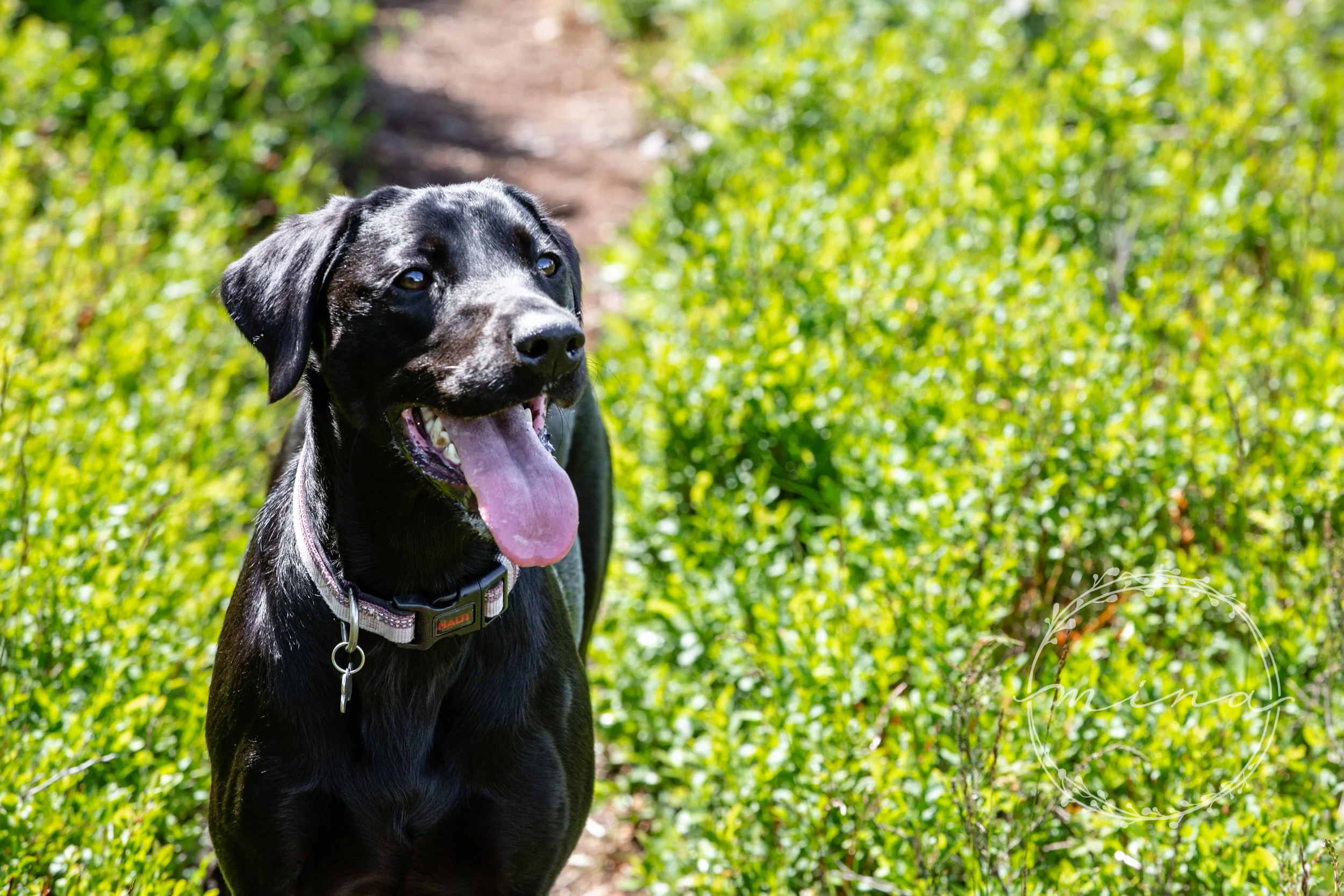 Dog photography gift vouchers