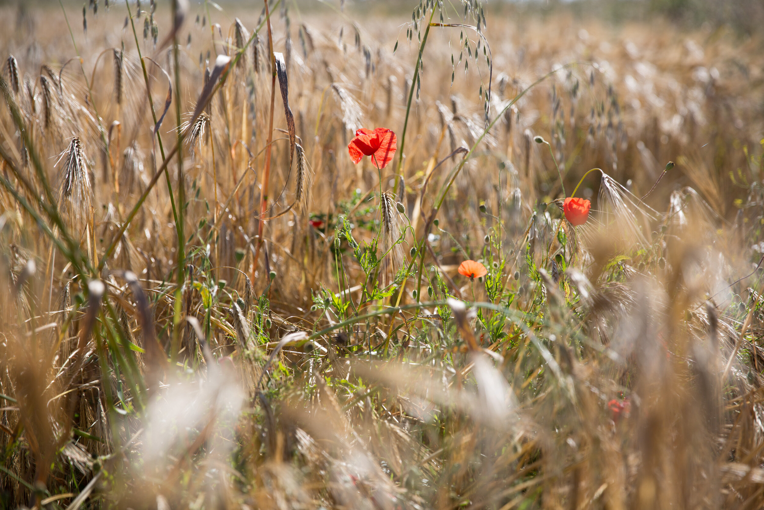 Normandy-5.jpg