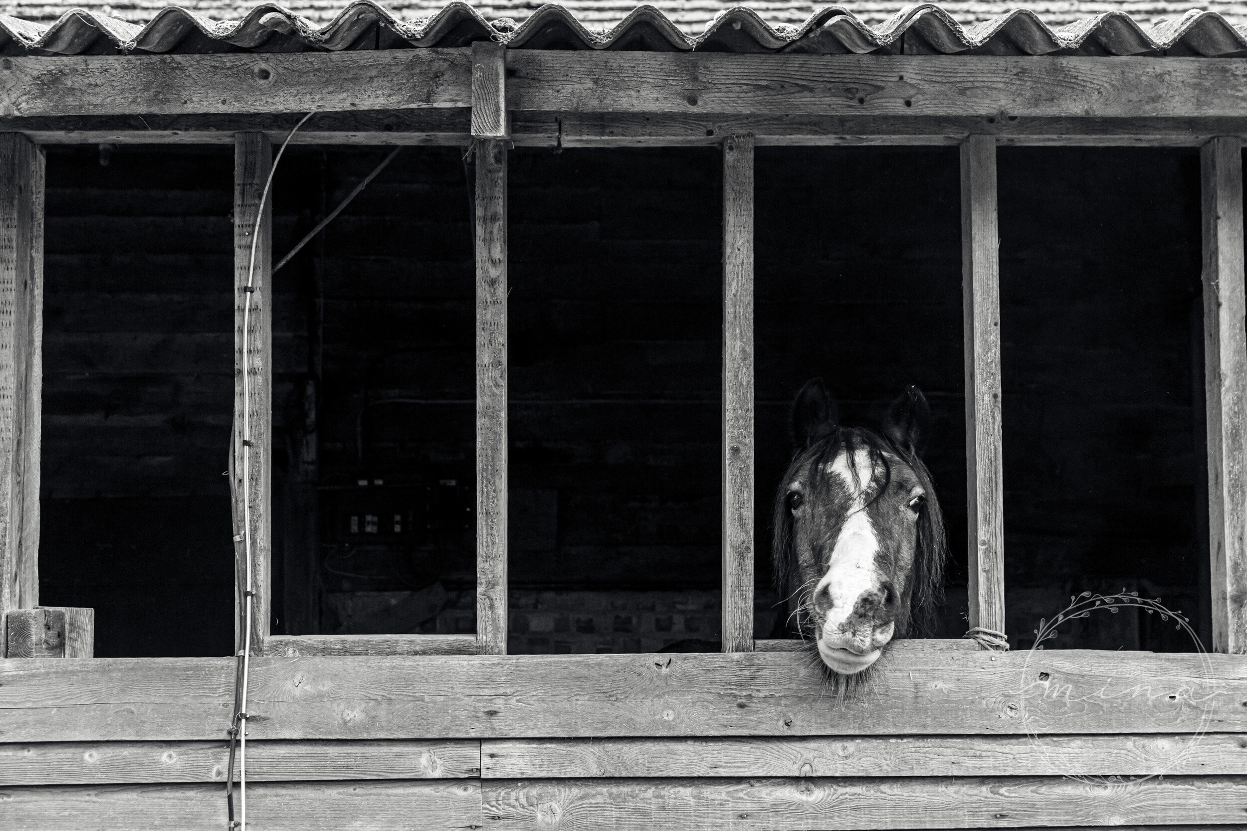 Surrey horse photographer