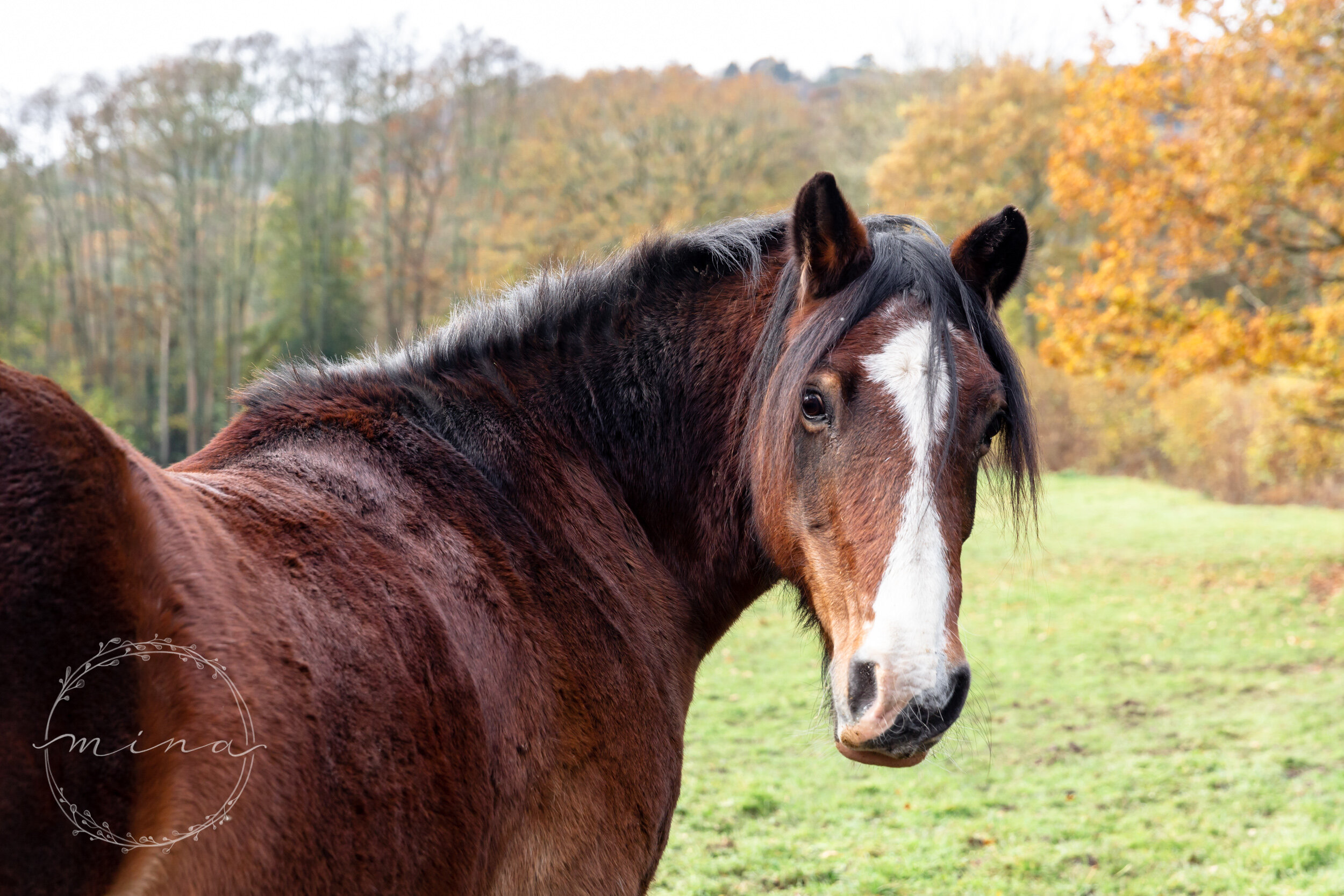 Horse portrait photography Surrey and Sussex