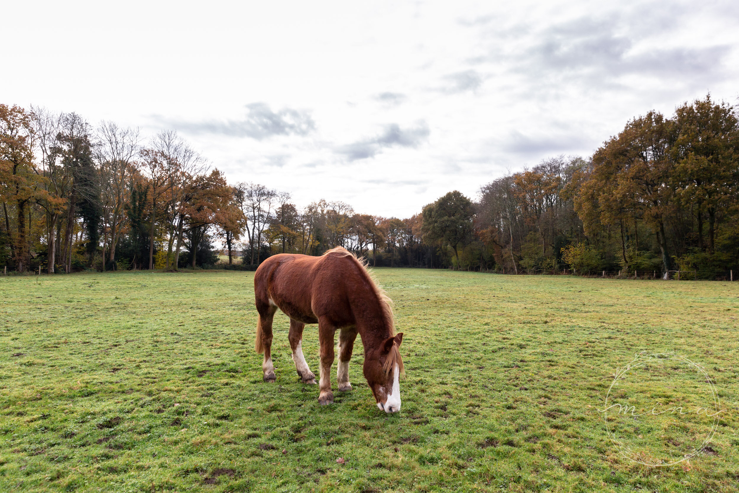 Horse photography Surrey