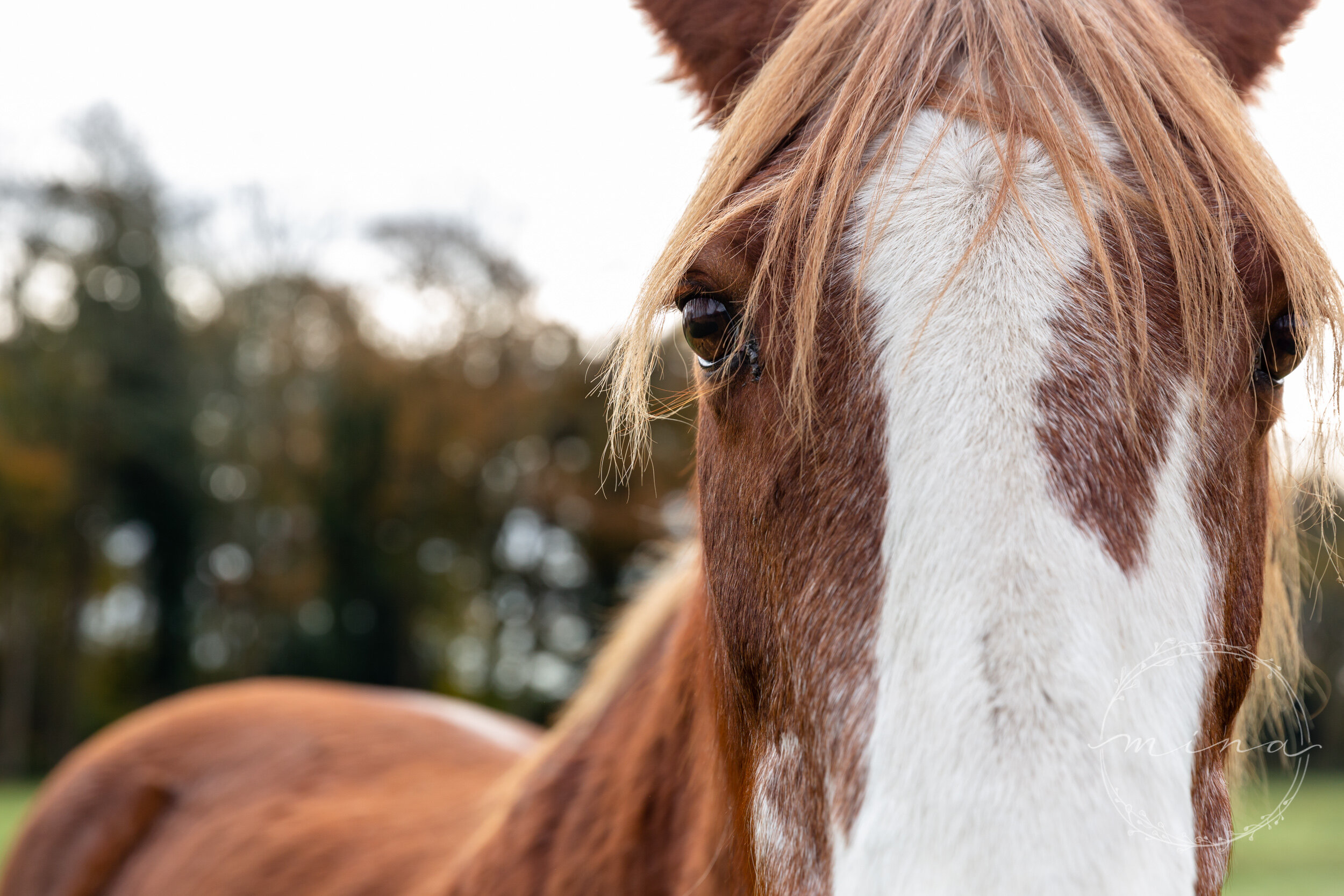 Horse photo shoot Sussex