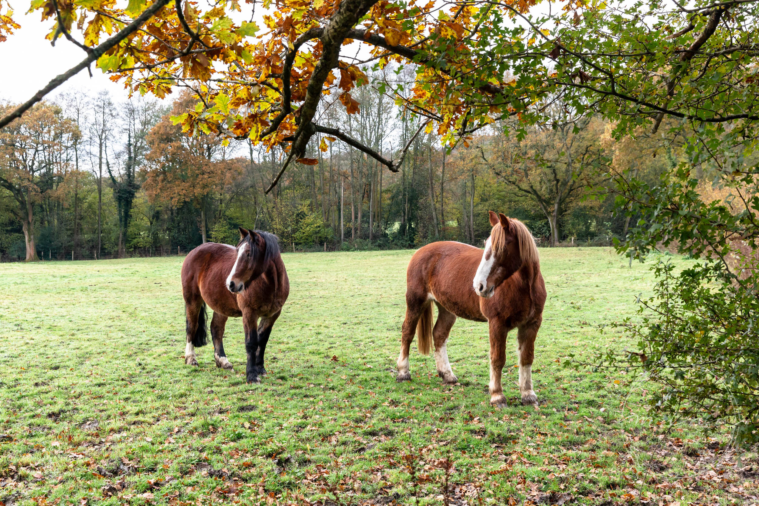 Horse photographer in Sussex