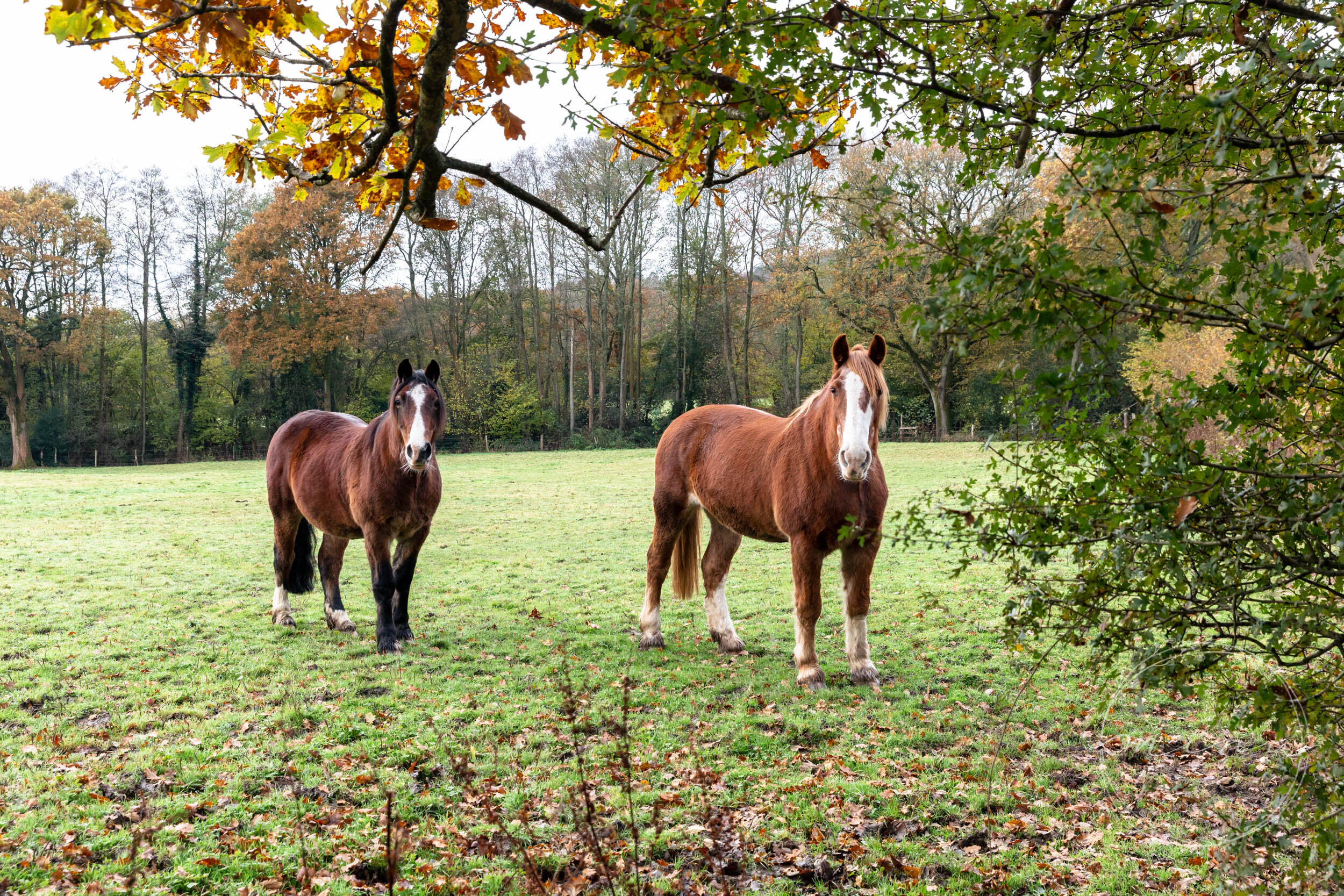Horse photo shoot Surrey