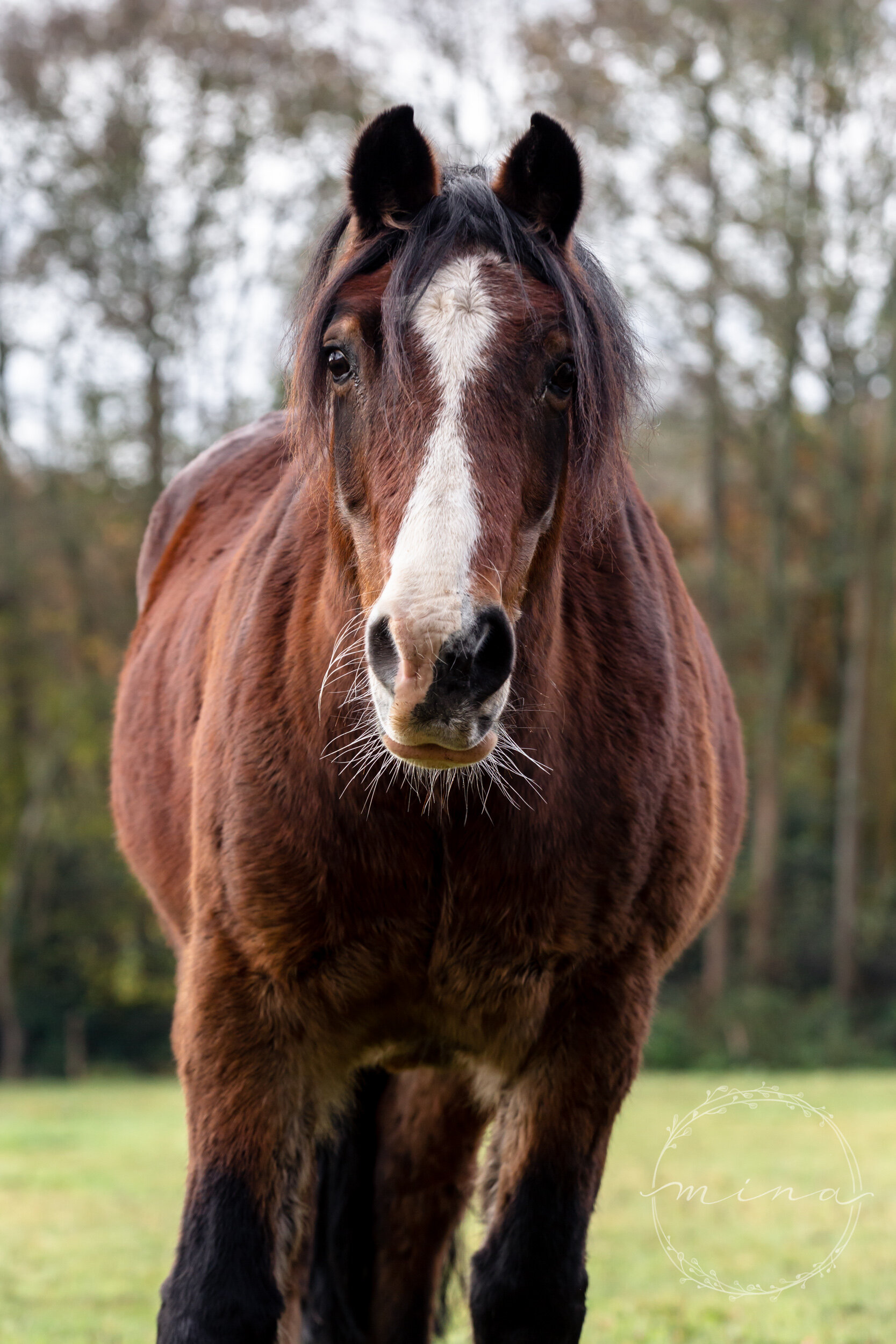 Horse photographer in Surrey