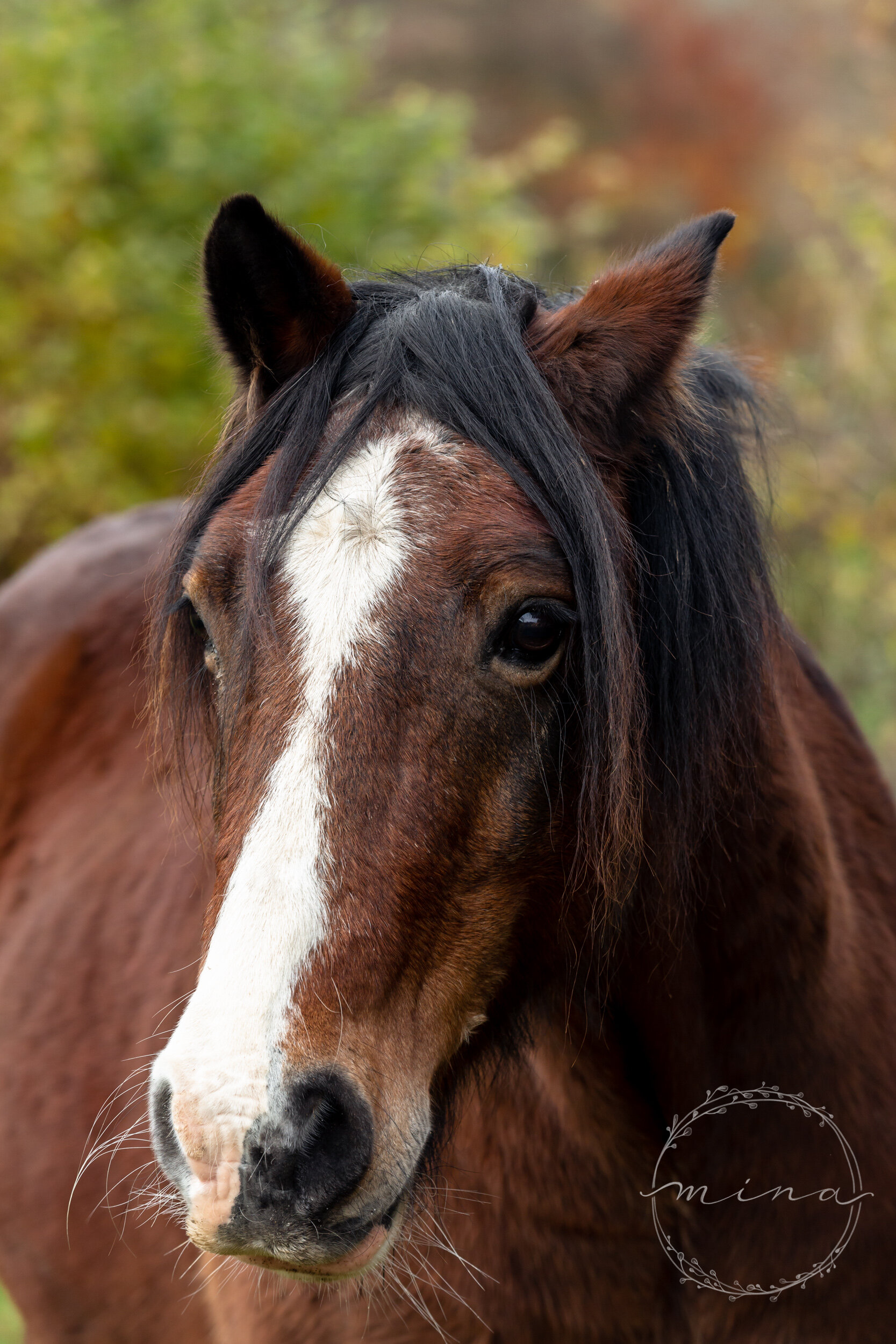 Horse Photographer in Sussex