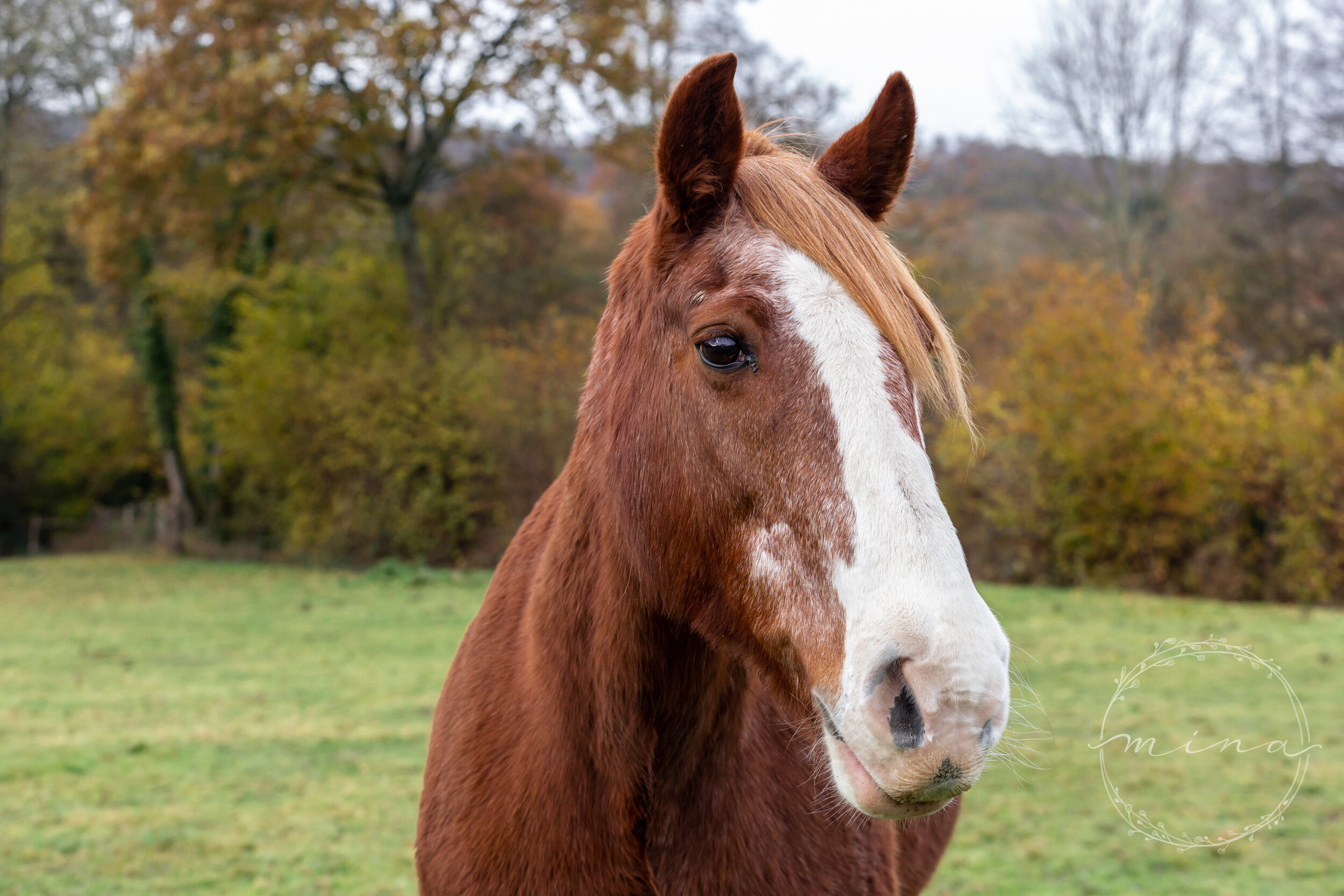 Horse photographer in Kent