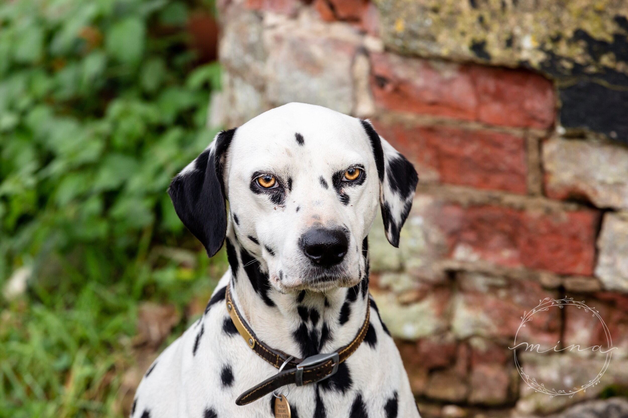 Dog photography Surrey