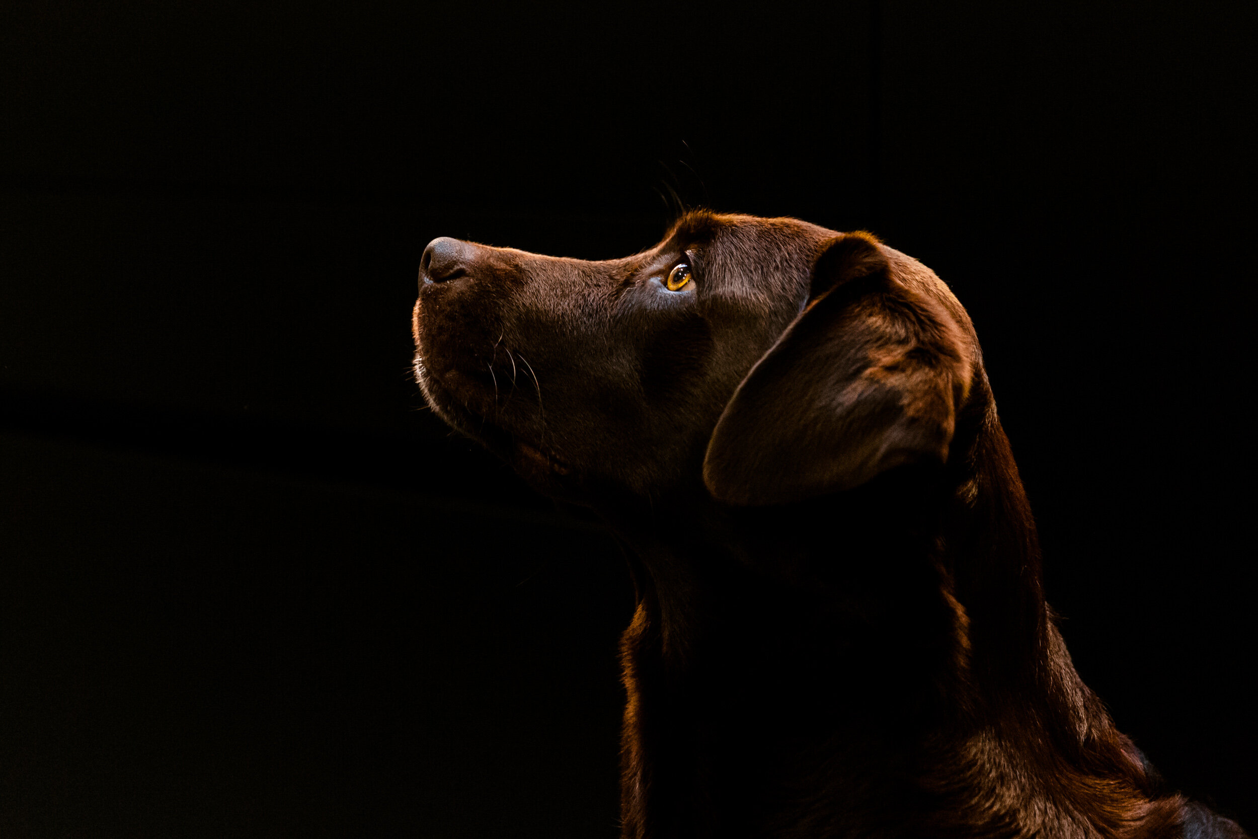 London Dog Photographer | Family and Pet Photoshoot
