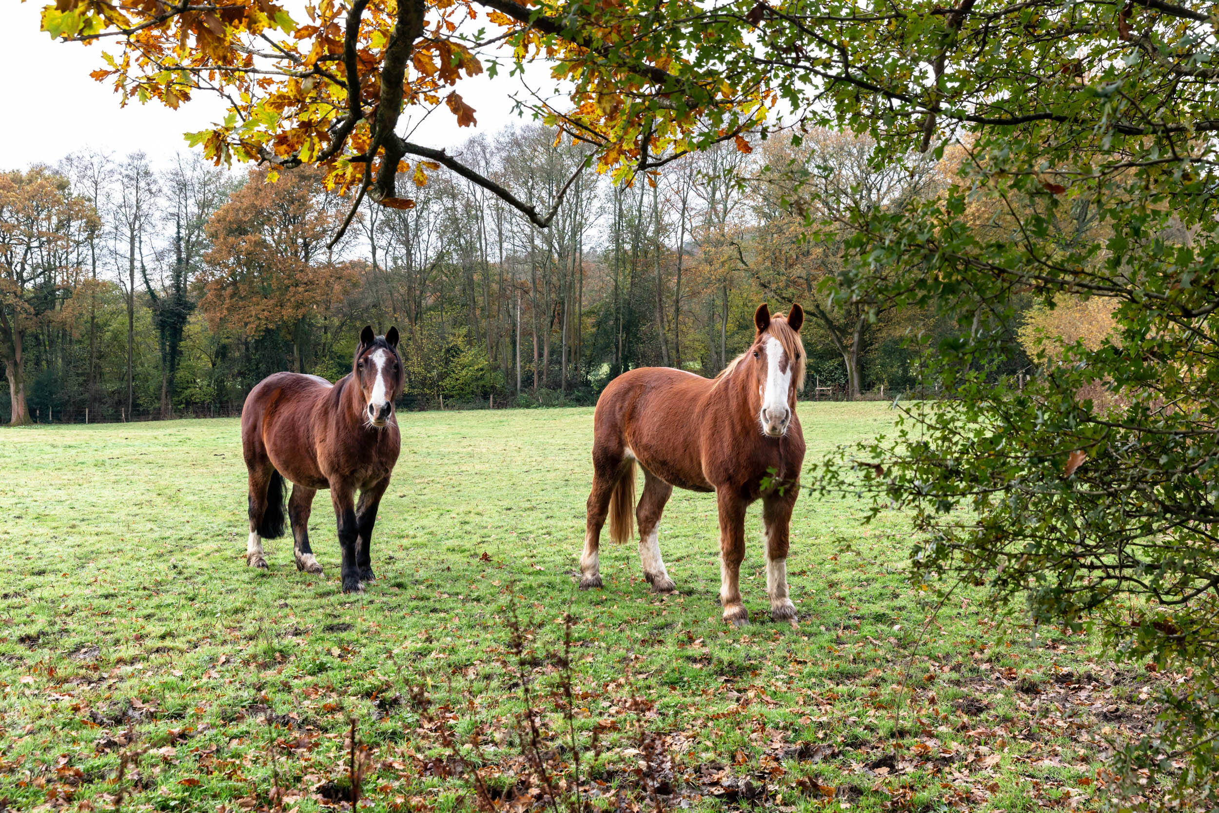 Horse photographer Surrey (Copy)