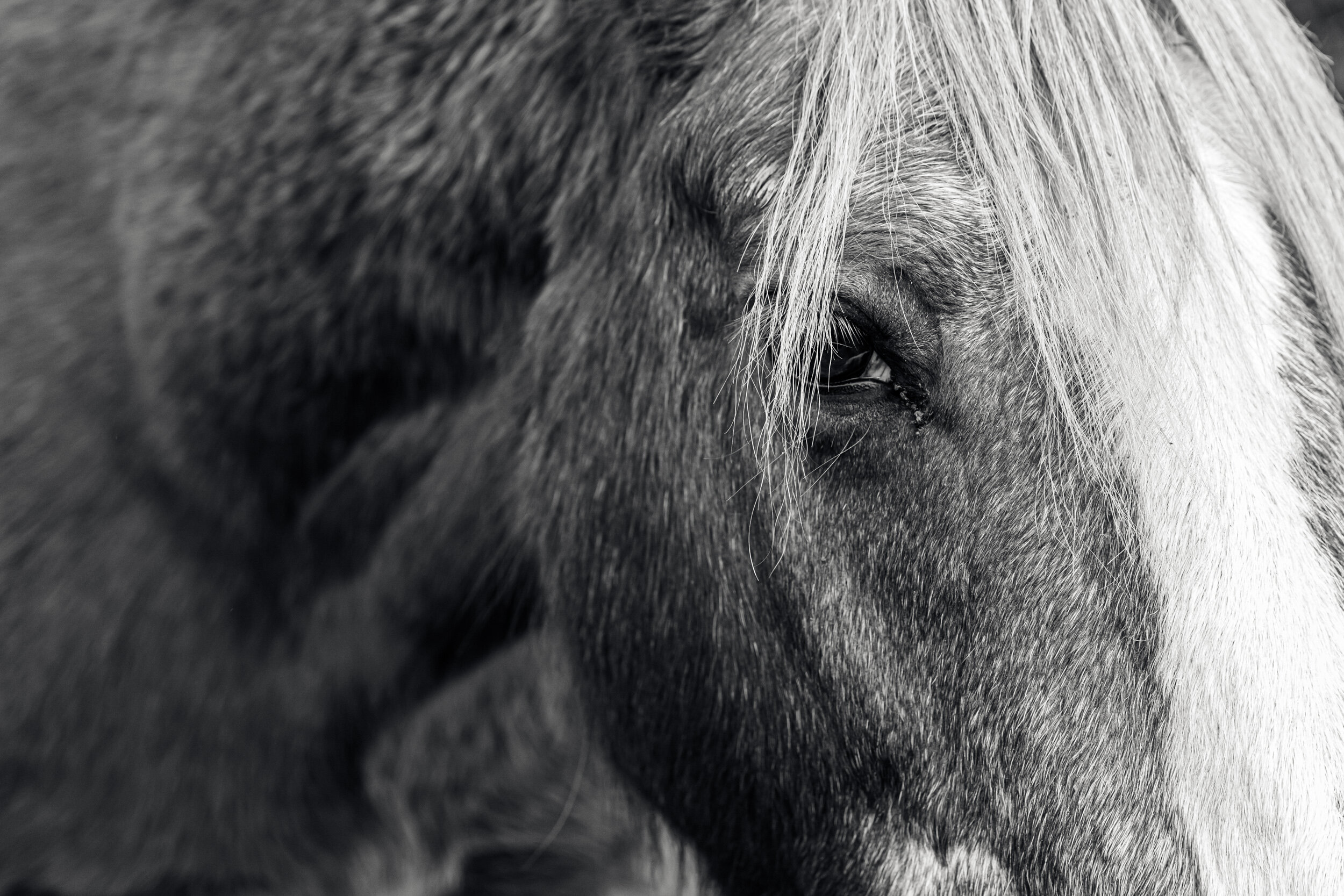 Equine photography Surrey (Copy)