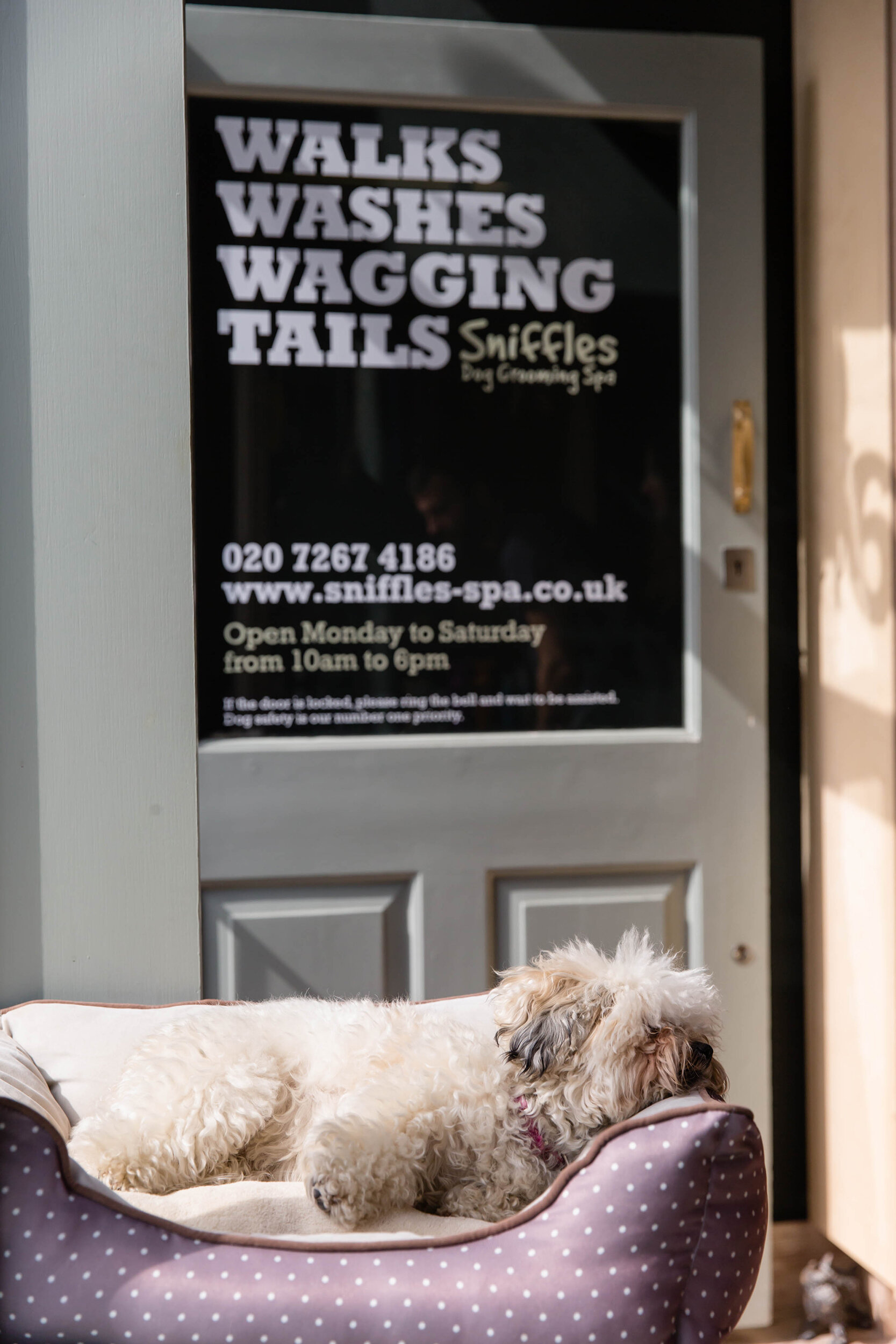 Commercial Dog Photographer London