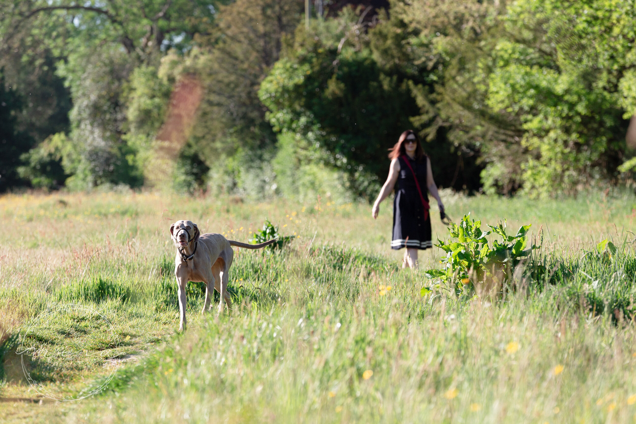 Surrey Pet Photography