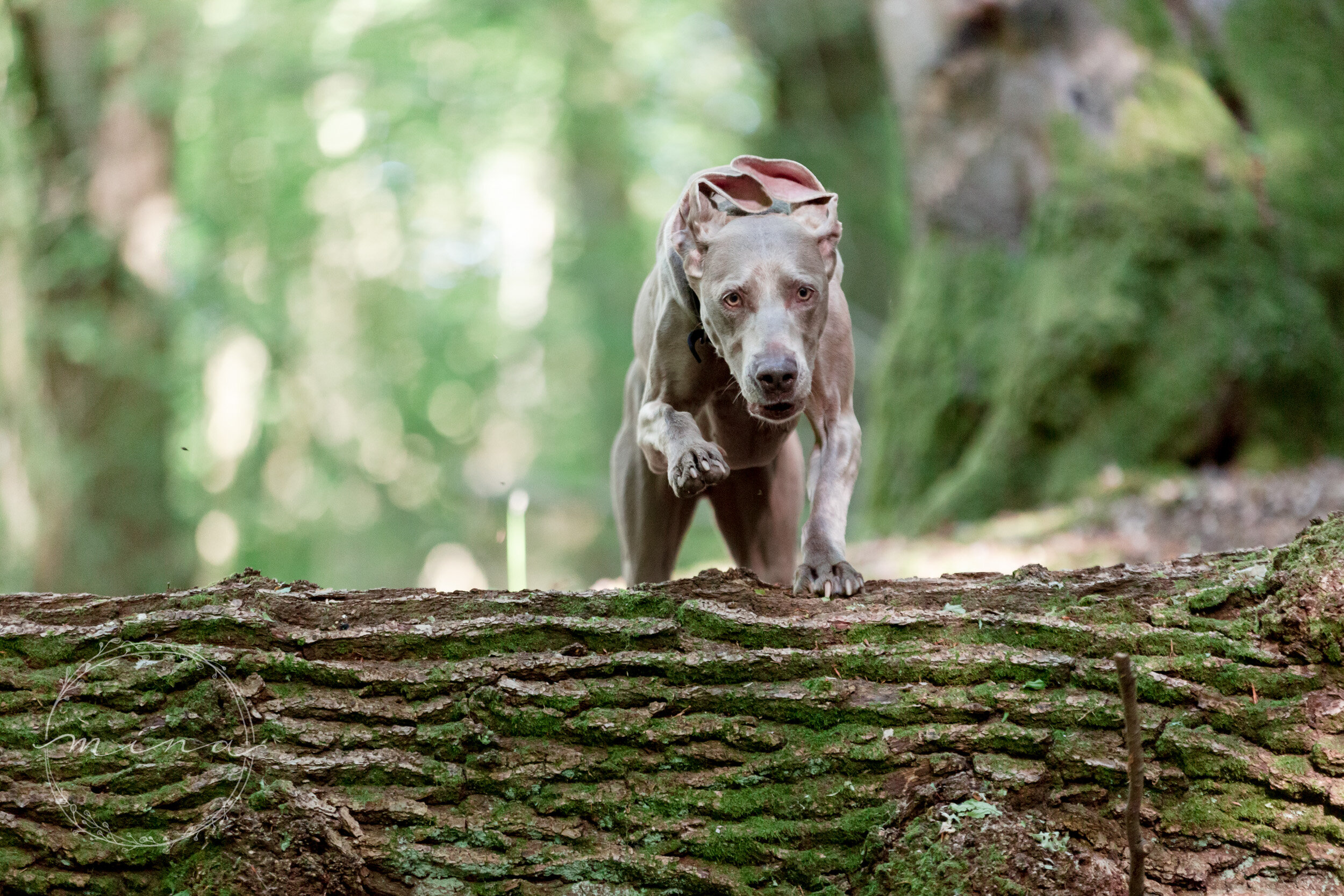 Dog photoshoot Surrey