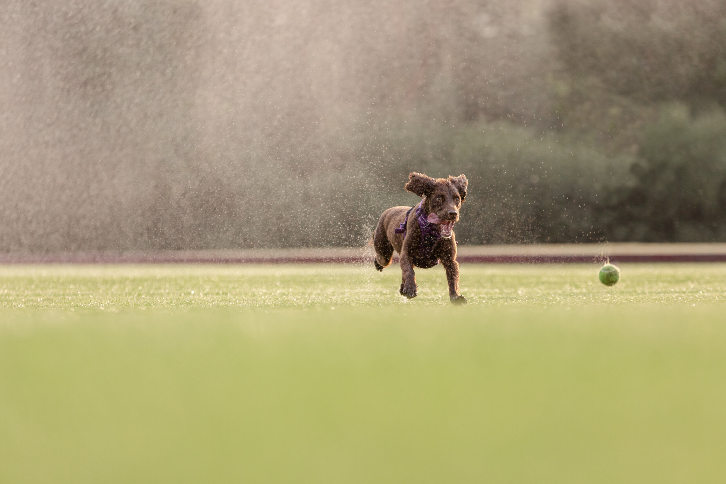 Sussex dog photographer