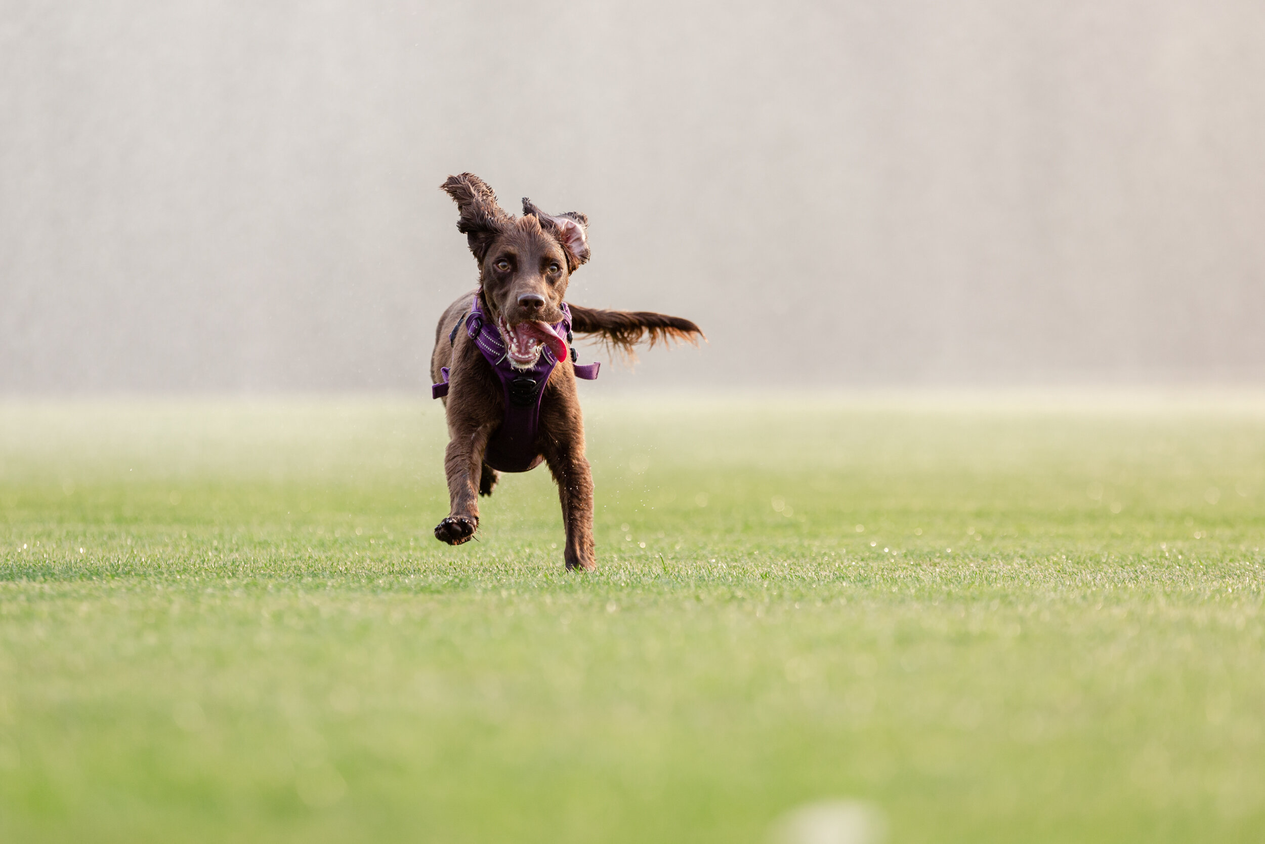 Great Windsor Park dog photography