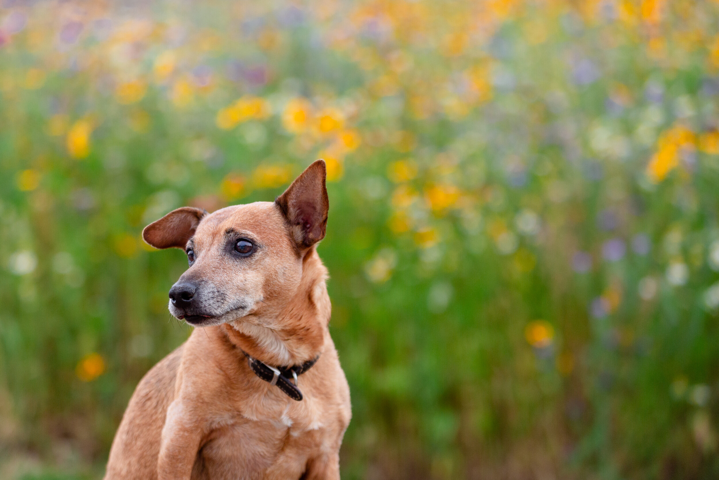 Dog photographer of the year