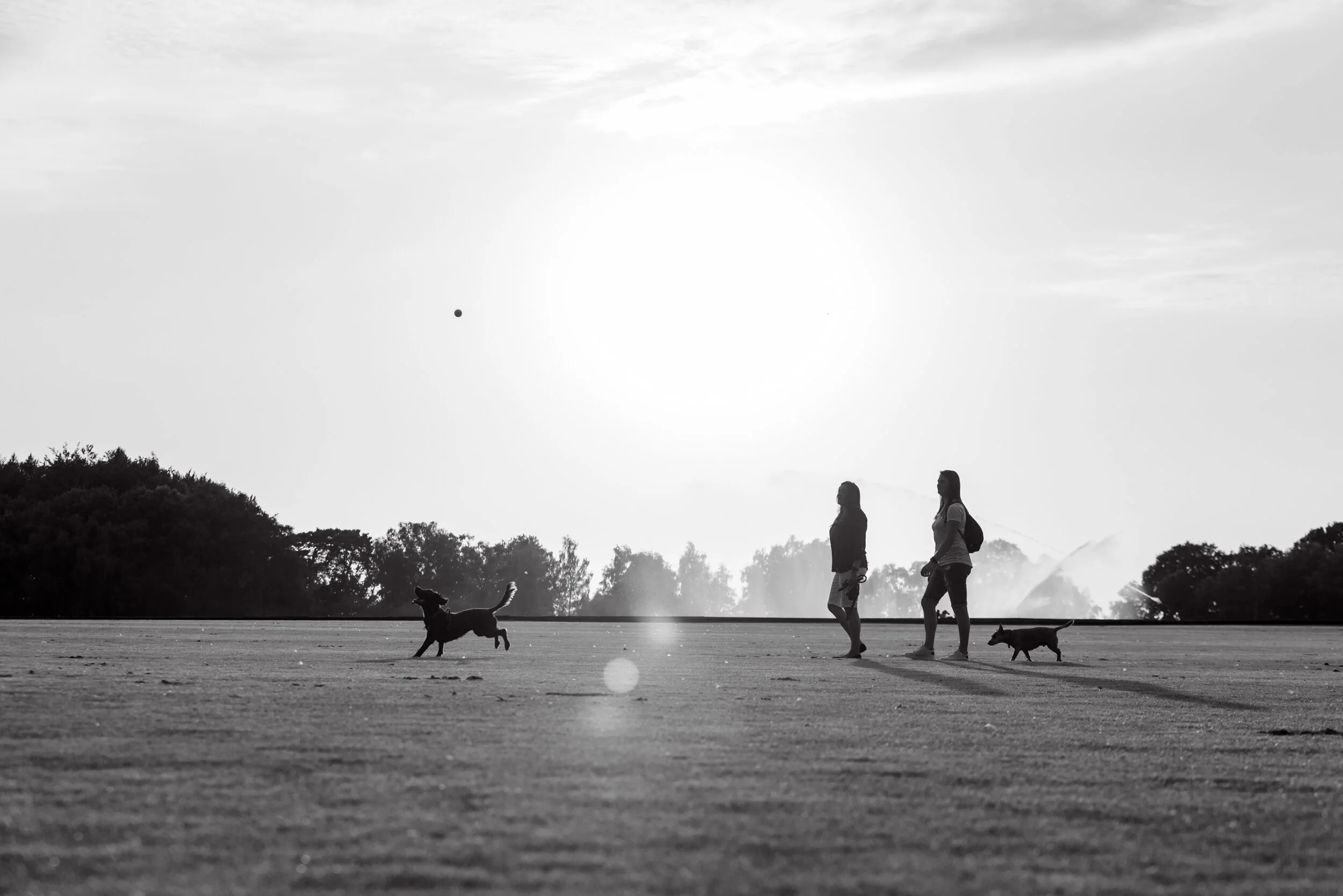 Surrey Dog Photographer / Windsor Great Park Pet Photoshoot
