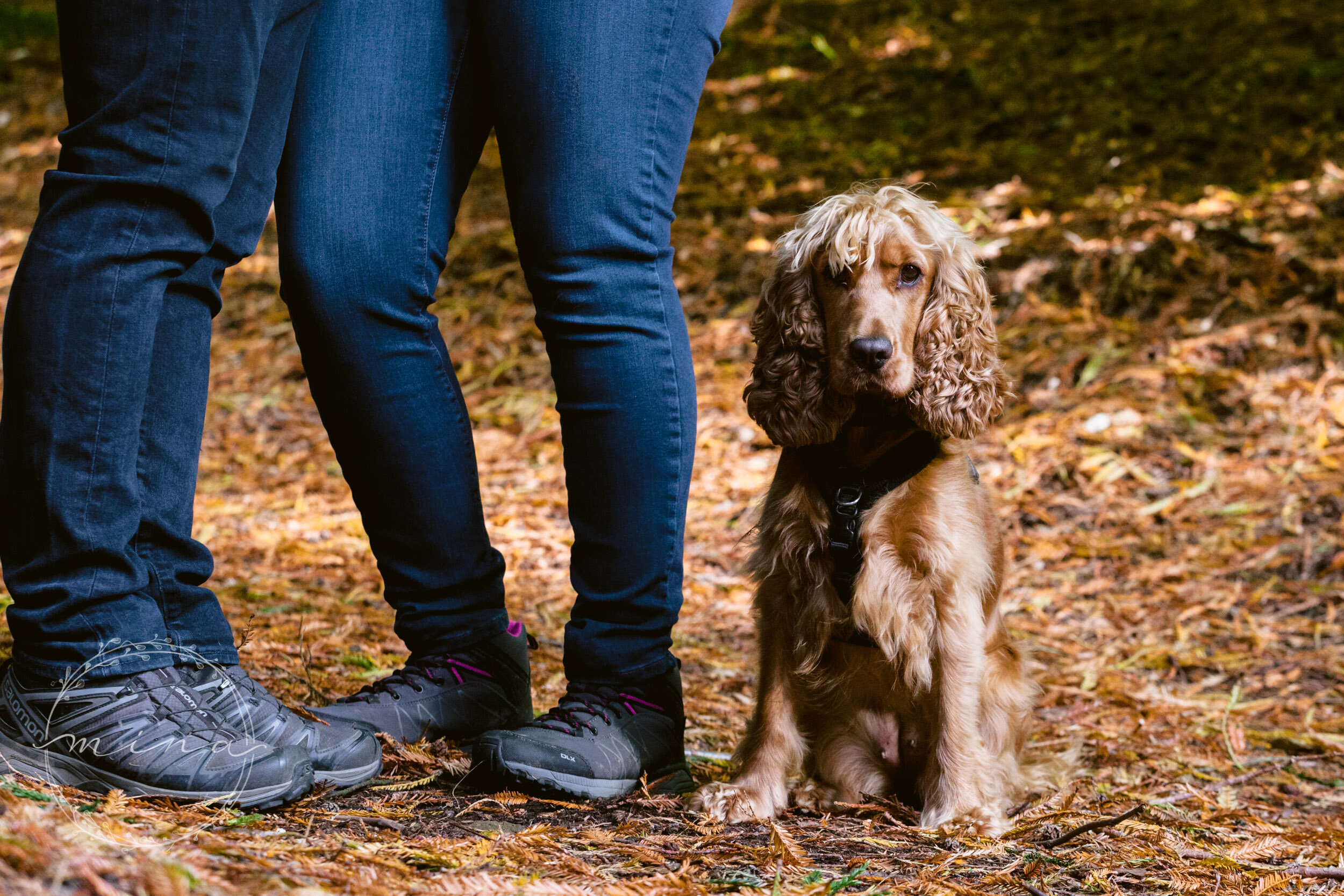 Surrey Dog Photographer