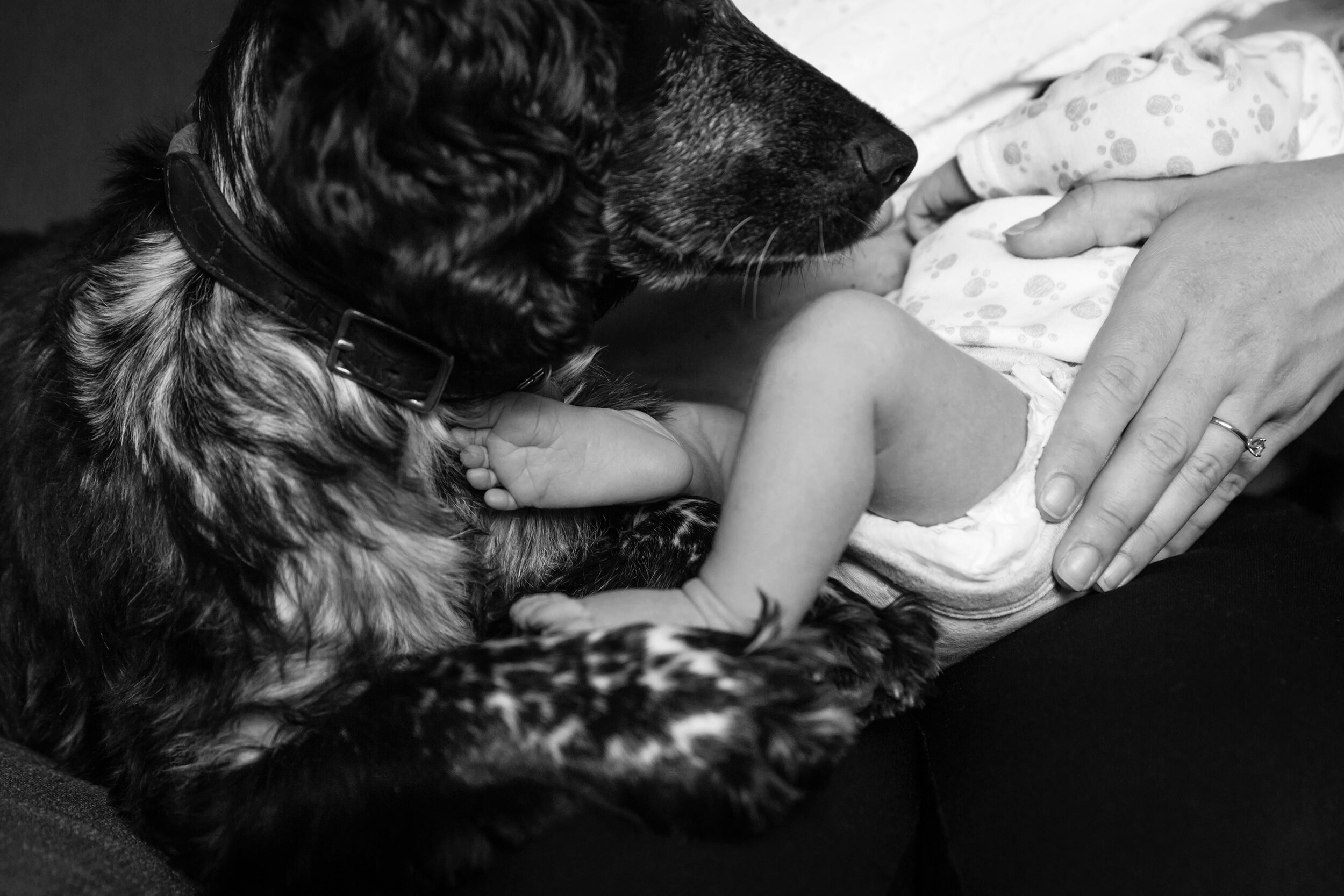 Baby and Dog Photography