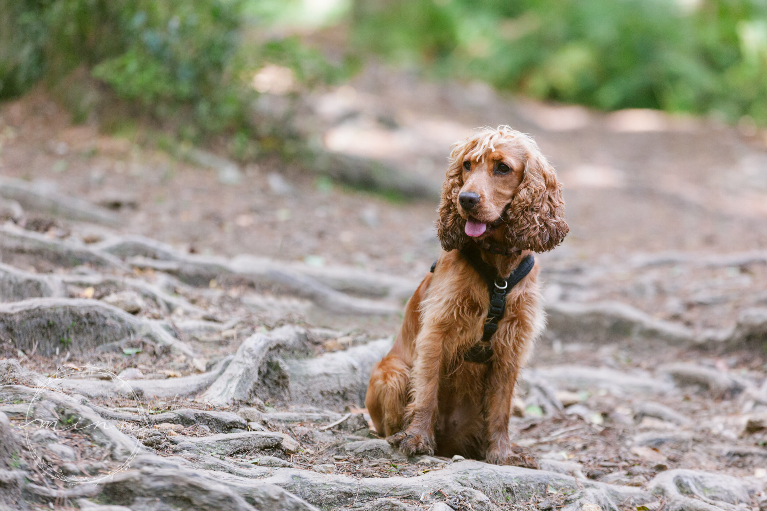 Dog Photography Surrey