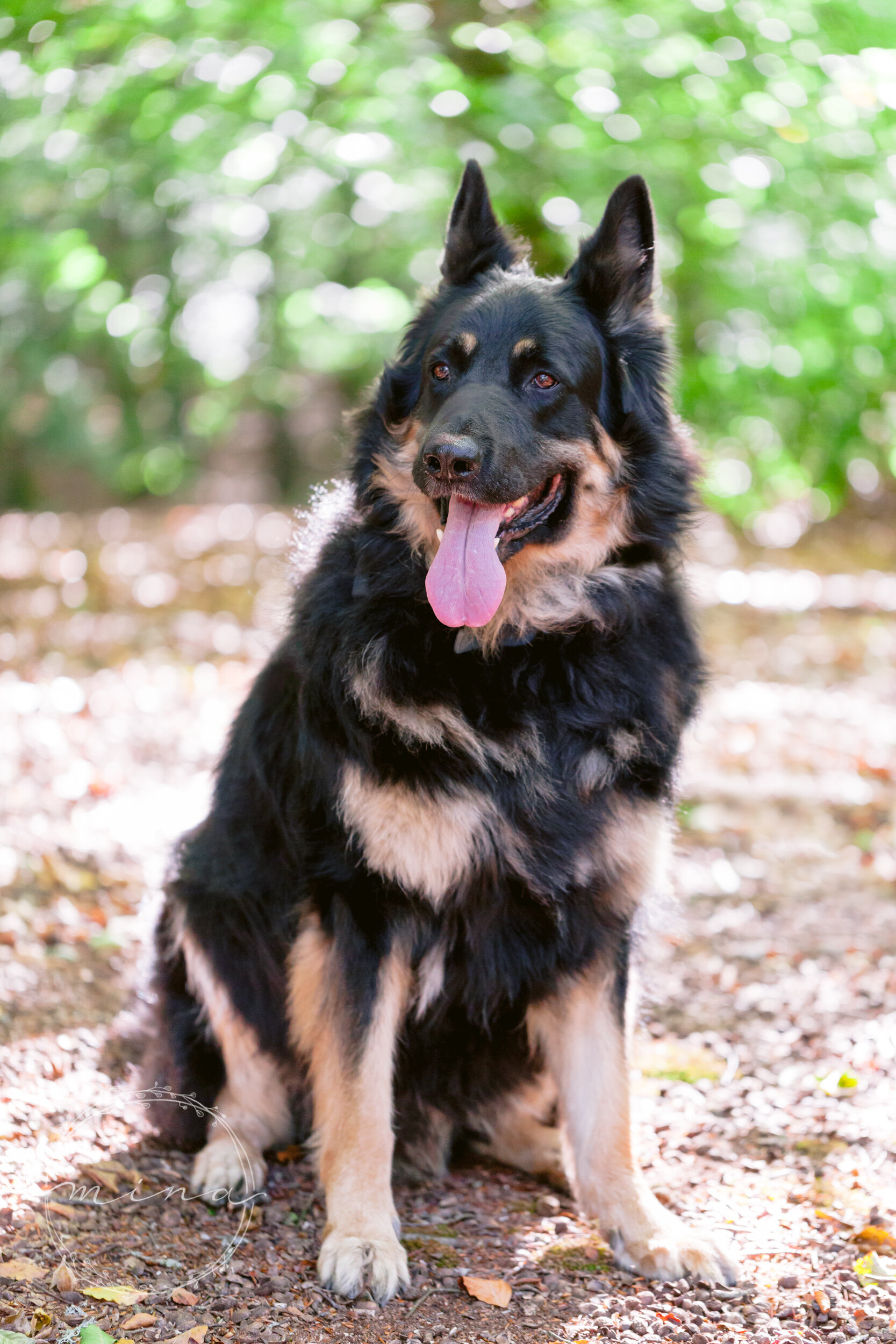 Dog Portrait