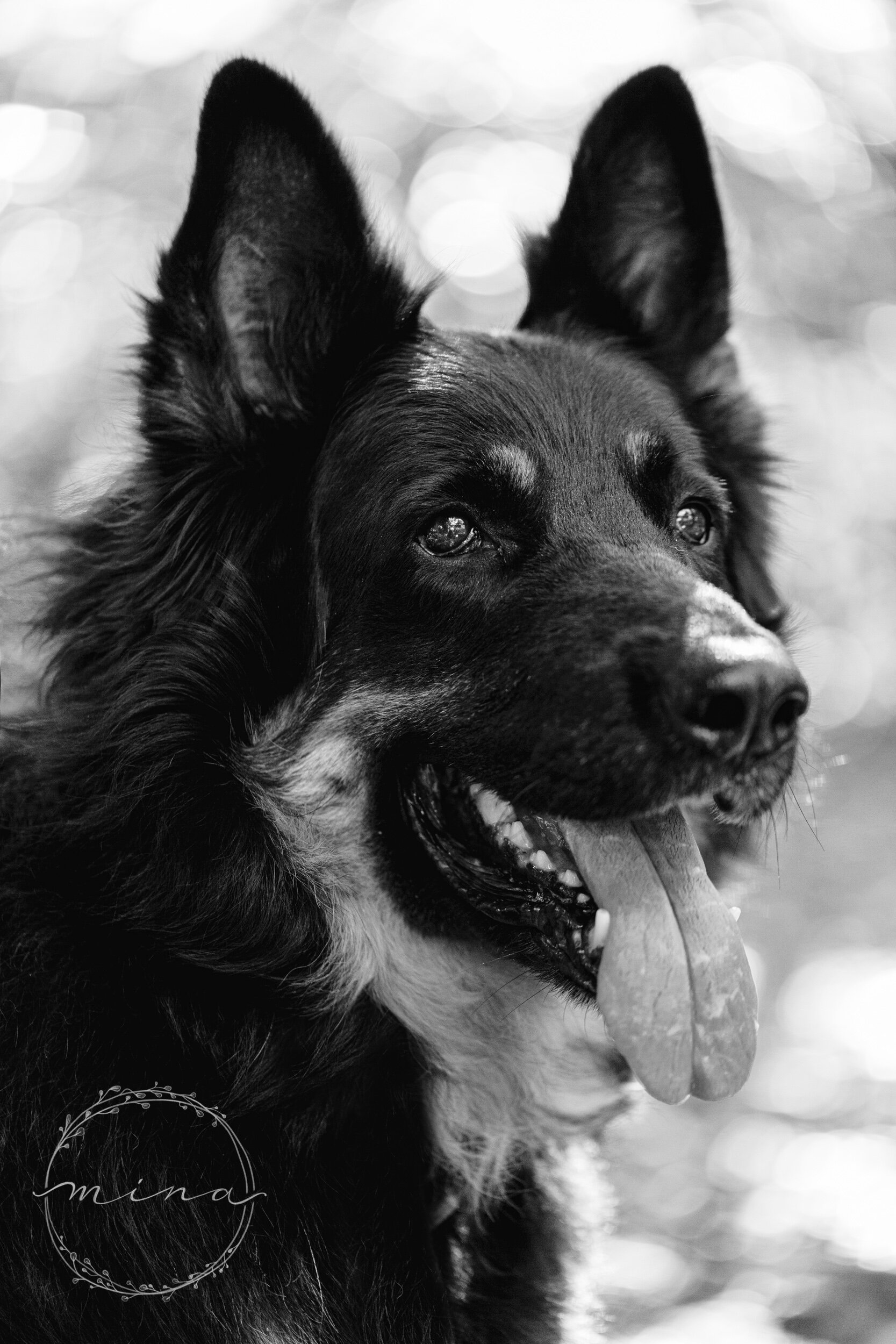 London dog photographer