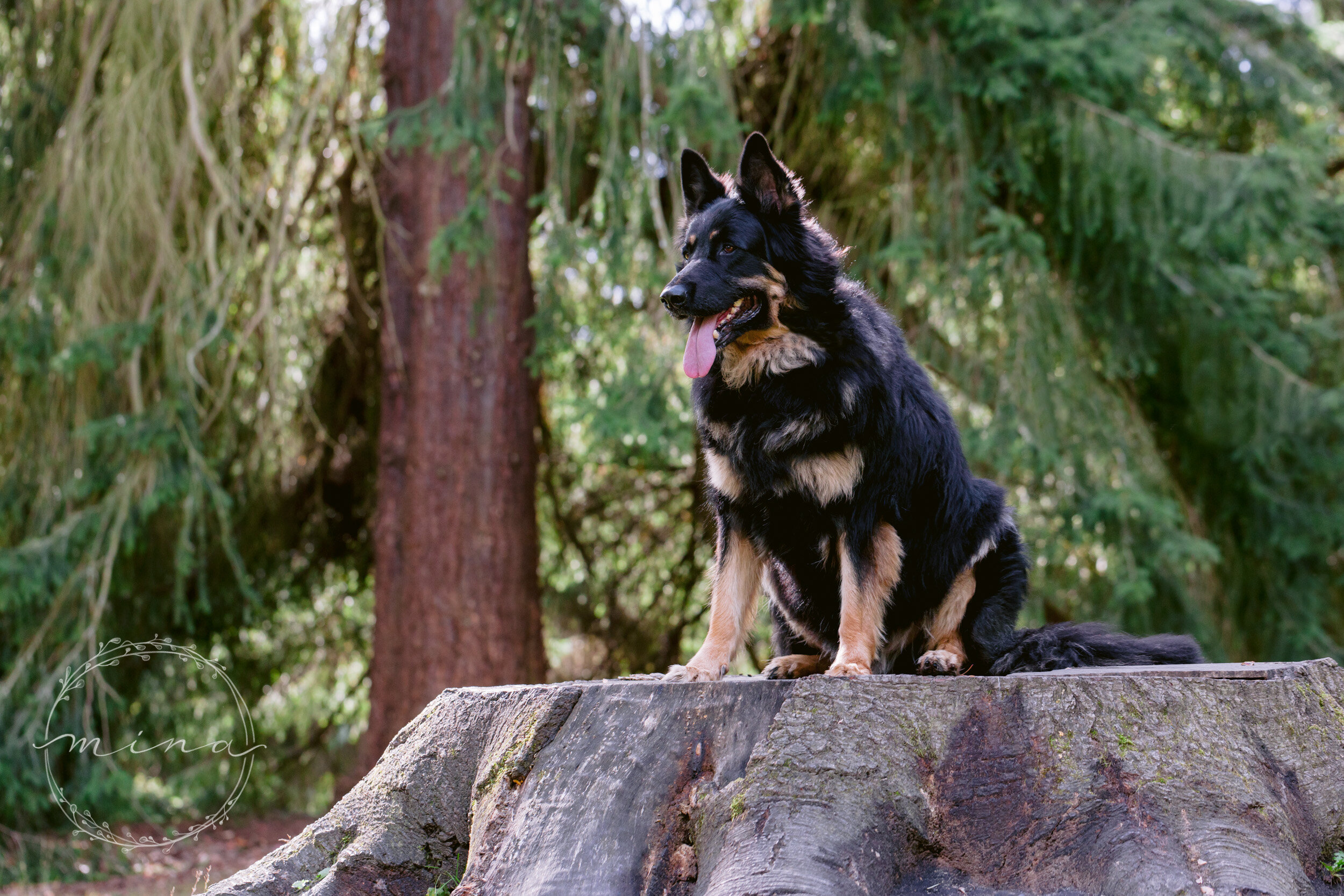 Surrey dog photographer