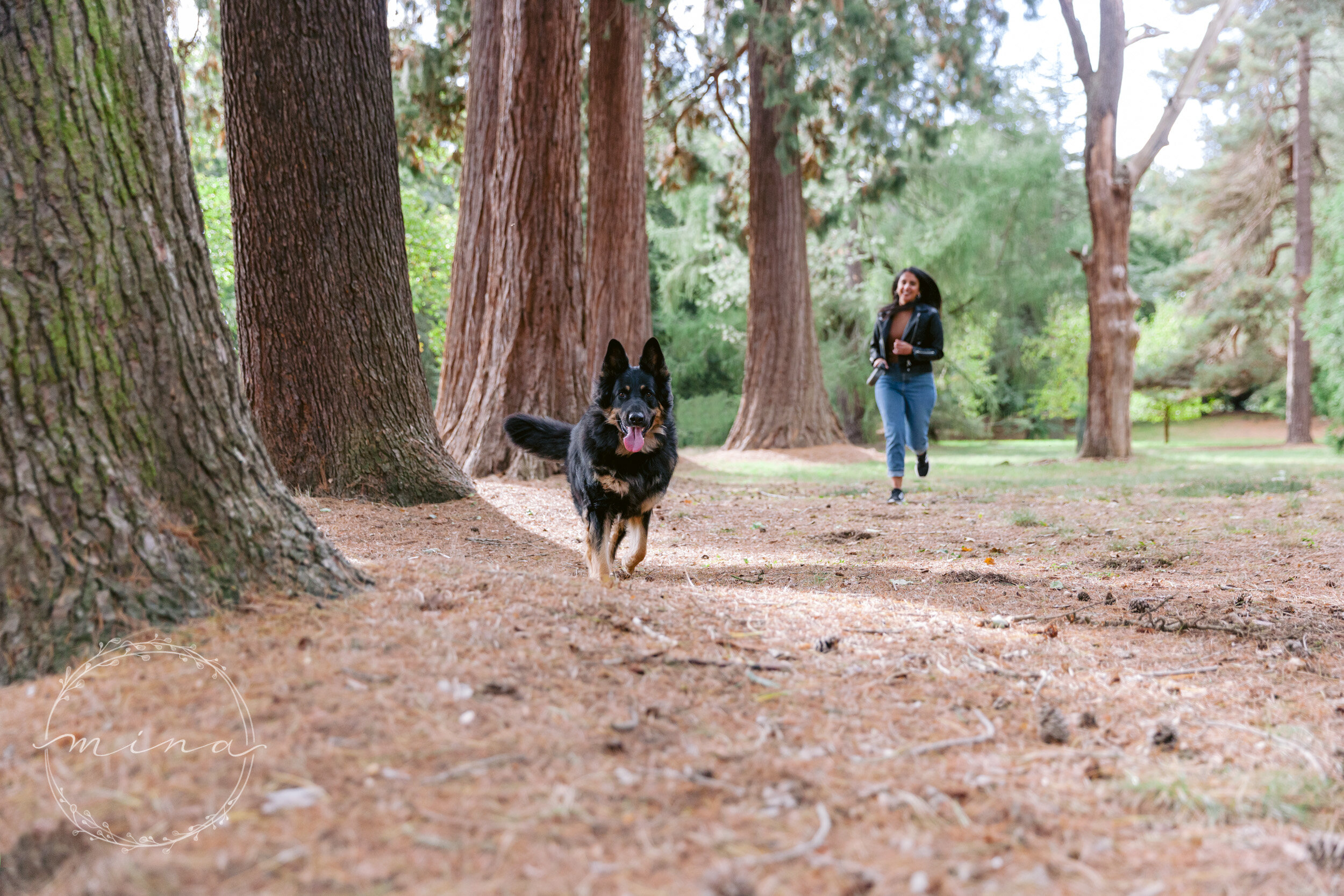 Professional dog and pet photography