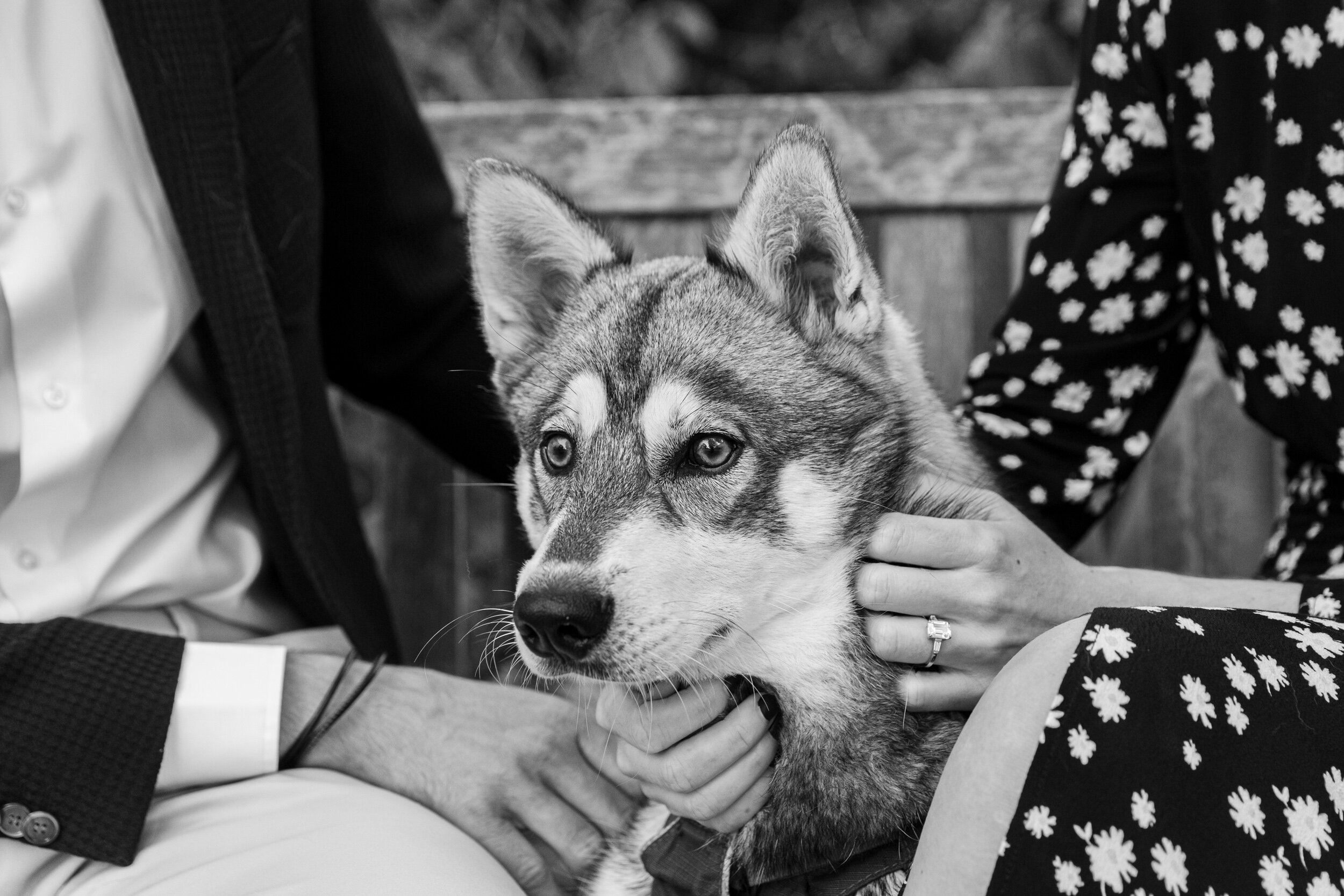 Engagement Photoshoot with Dog