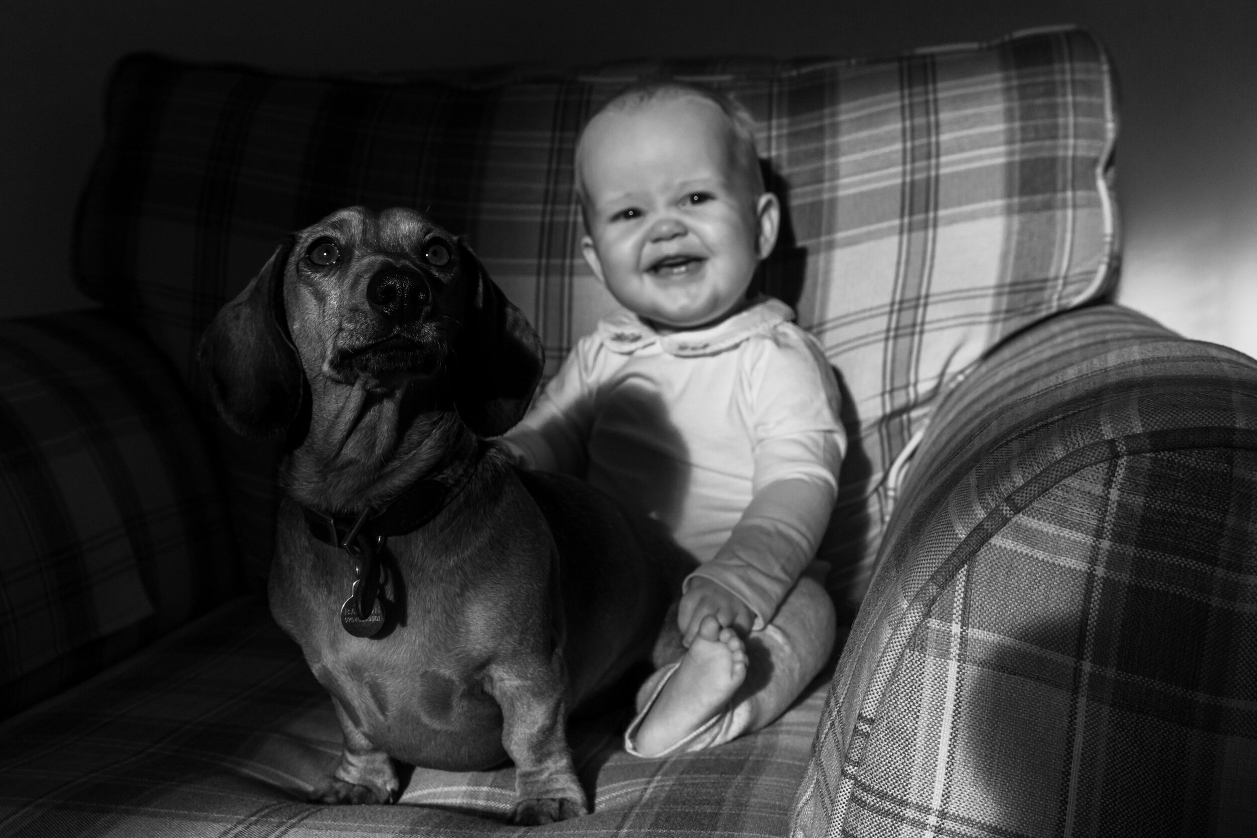 Dog and baby portraits Surrey