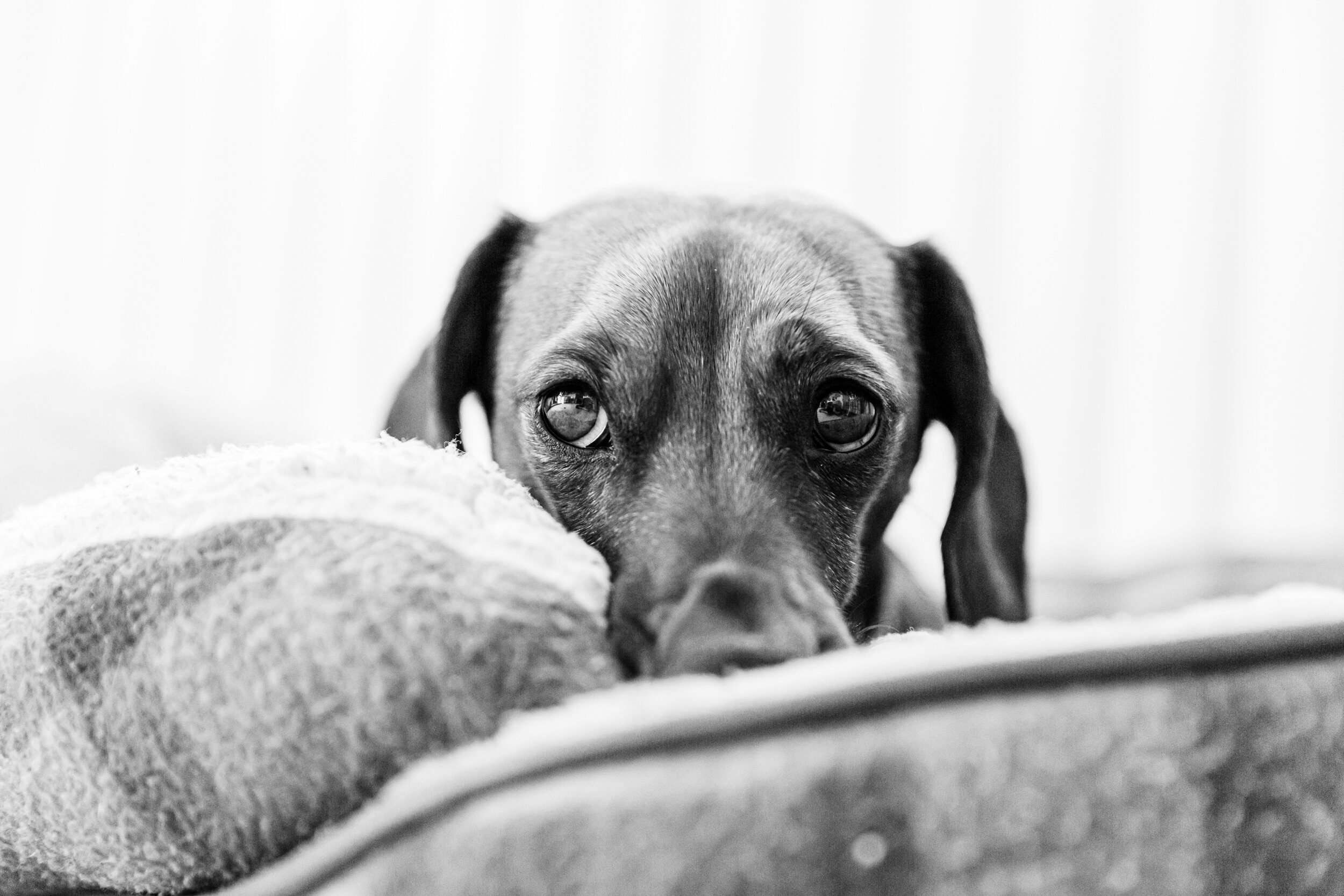 Dog photographer UK