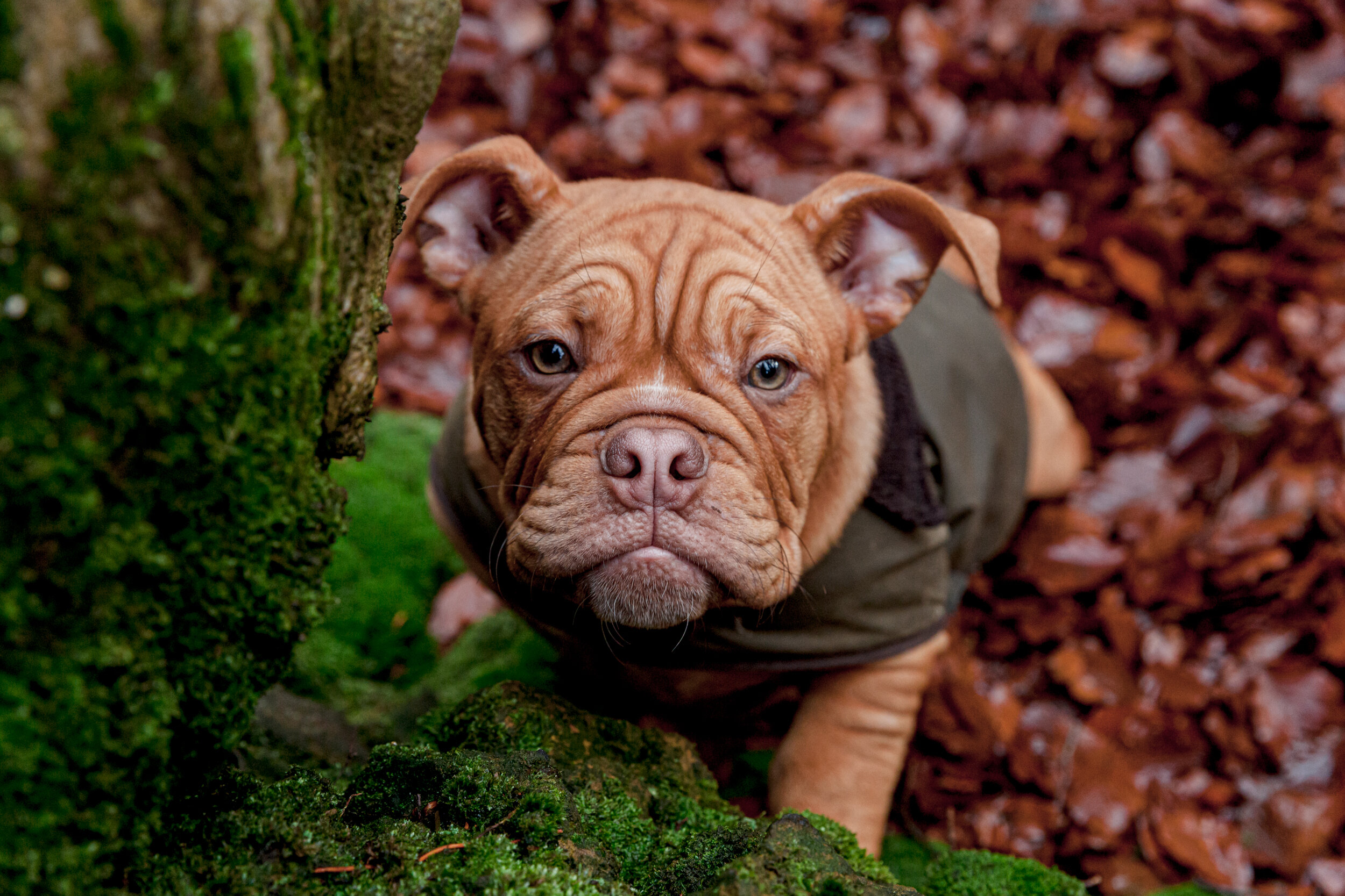 Surrey Puppy Photographer