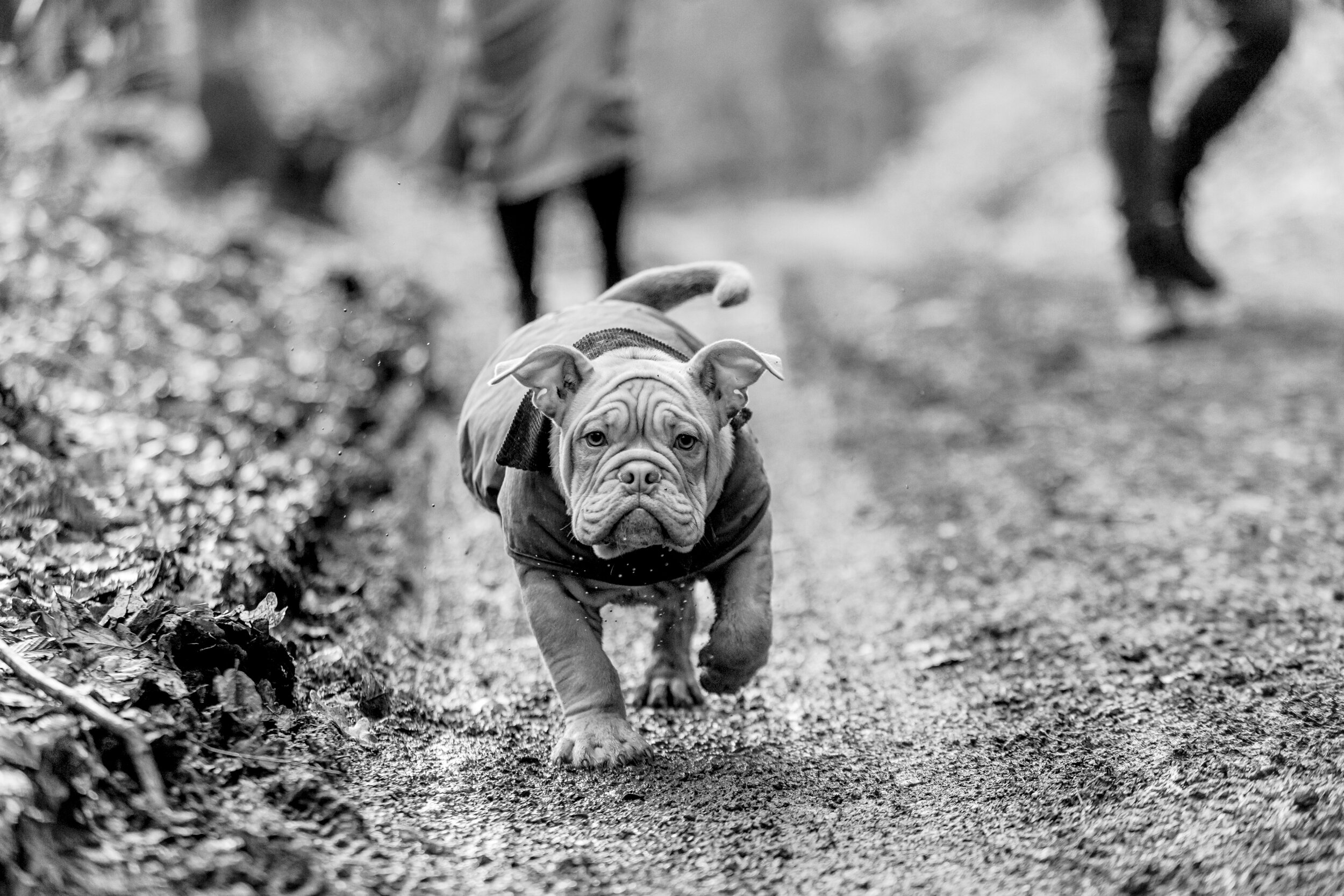 Surrey Dog Photographer