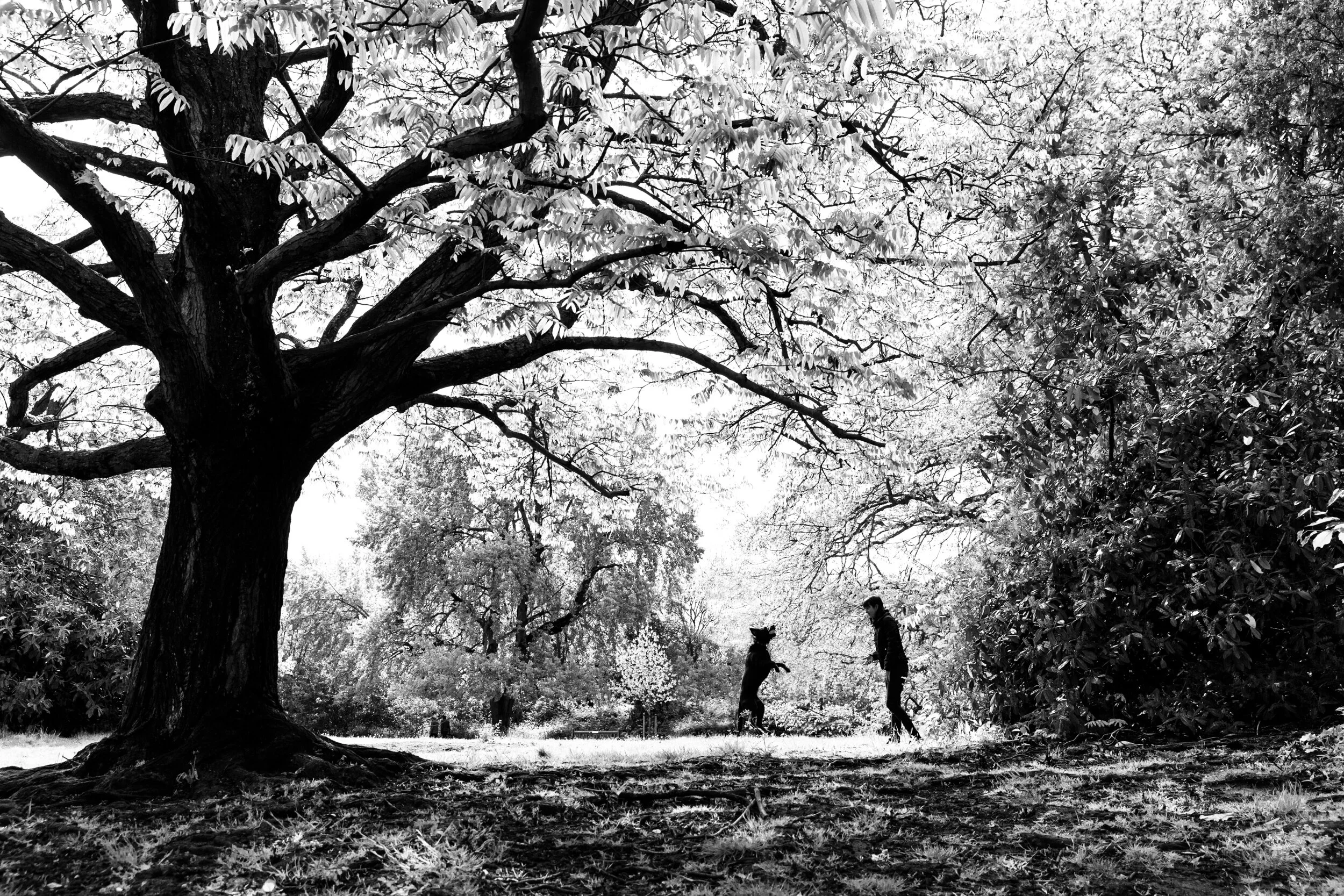 Dulwich Park Dog Photo Shoot