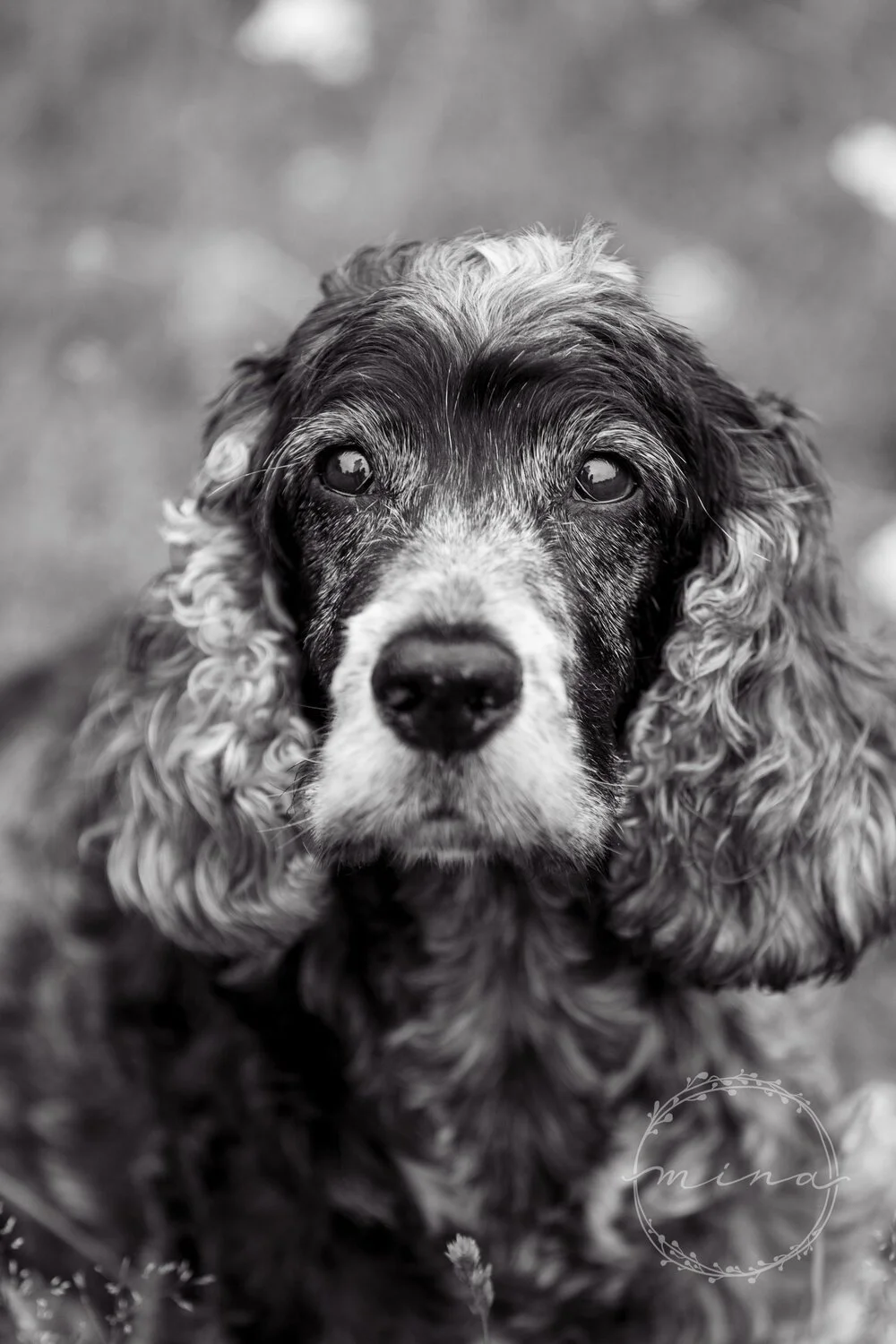 Dog Photo Shoot in Marble Hill Park