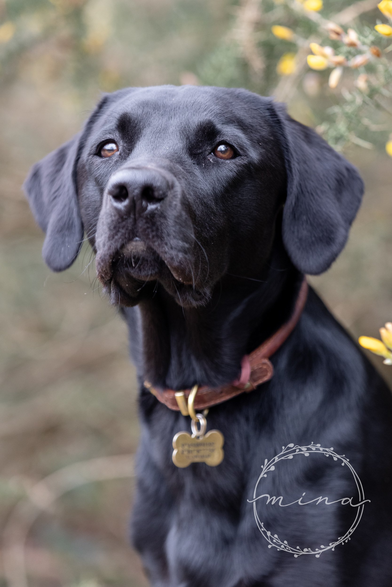 Dog Portrait Surrey