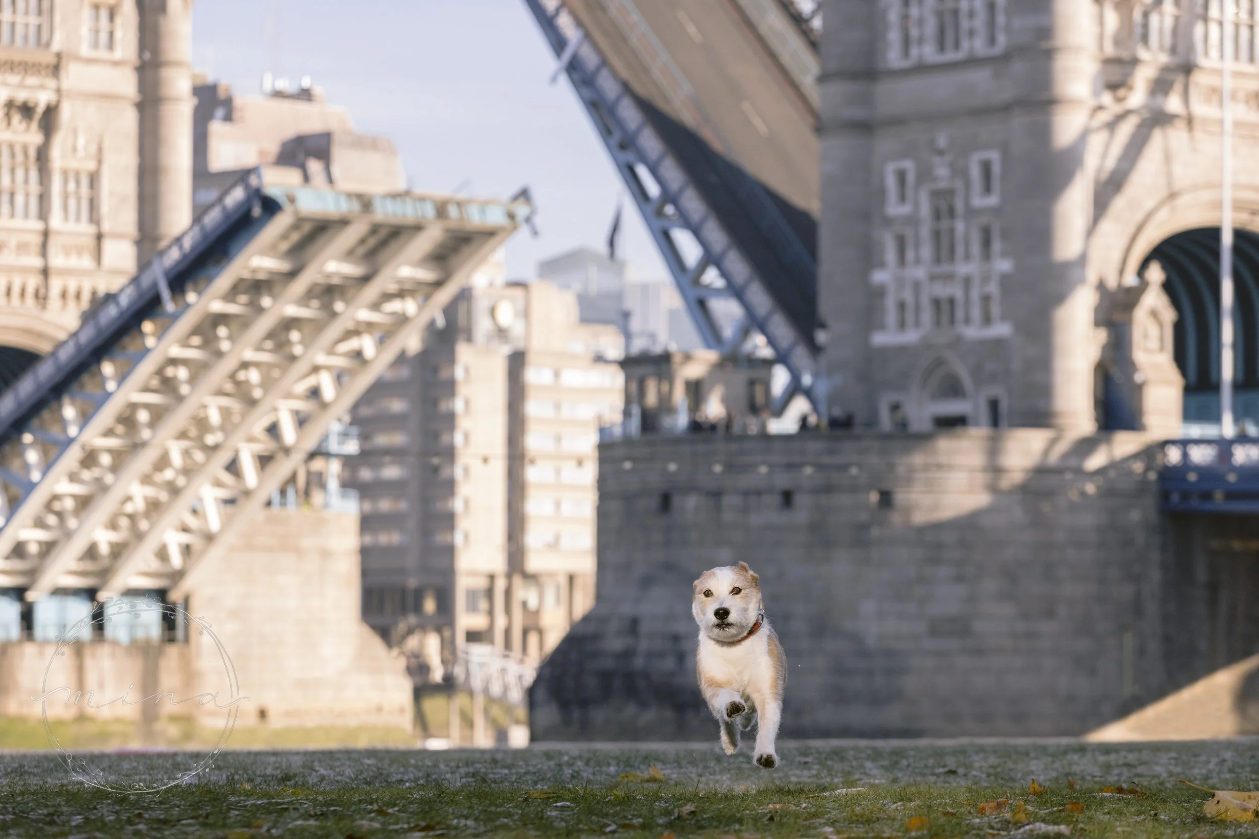 London Dog Photographer | Christmas Dog Photo Session in Central London ...