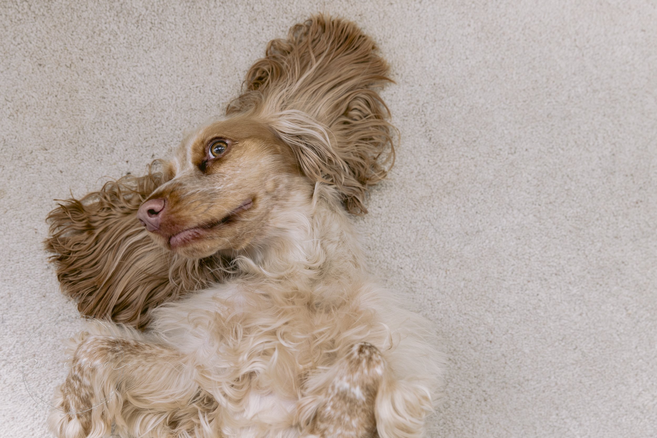 Surrey Dog Photographer