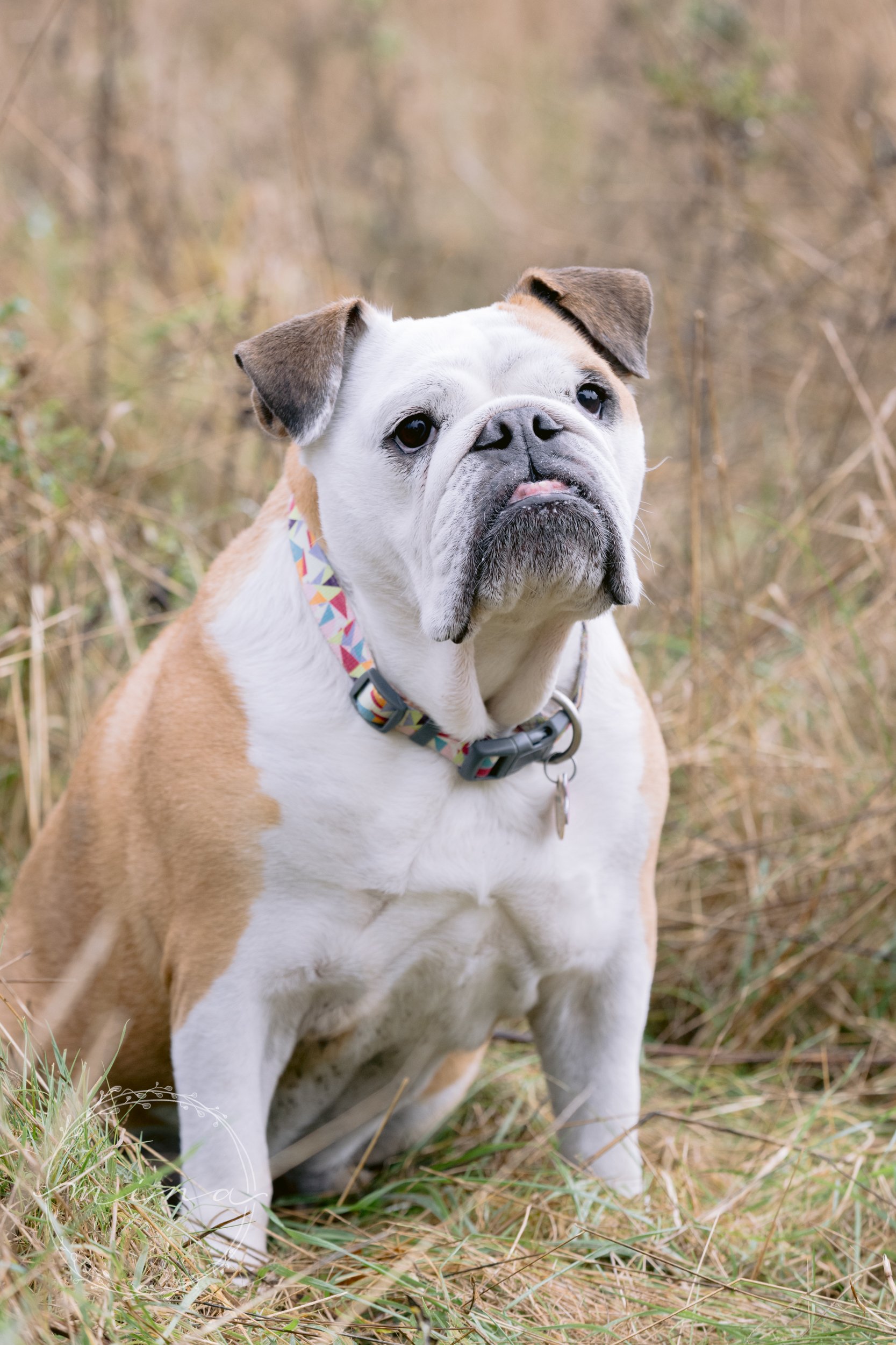 London Dog Photographer